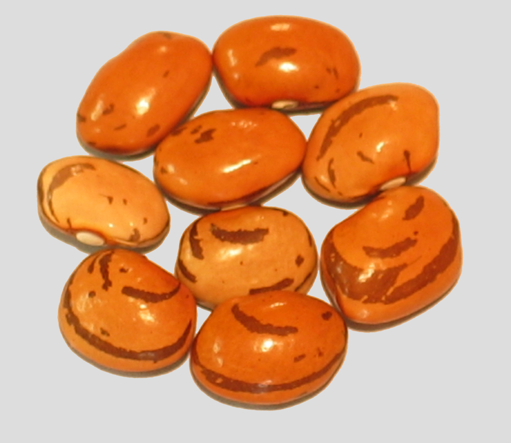 image of Fanomen beans