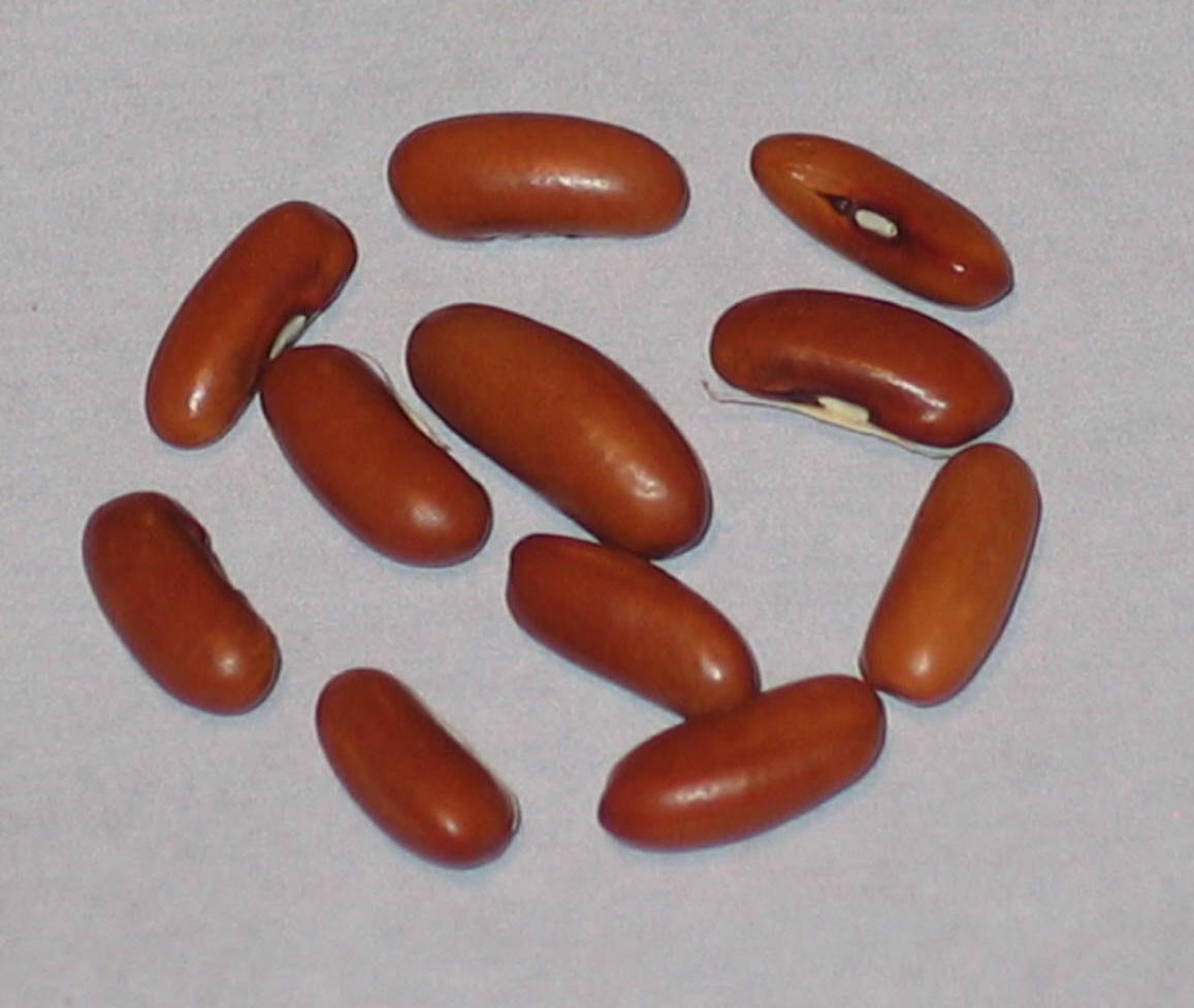 image of Ferrat beans