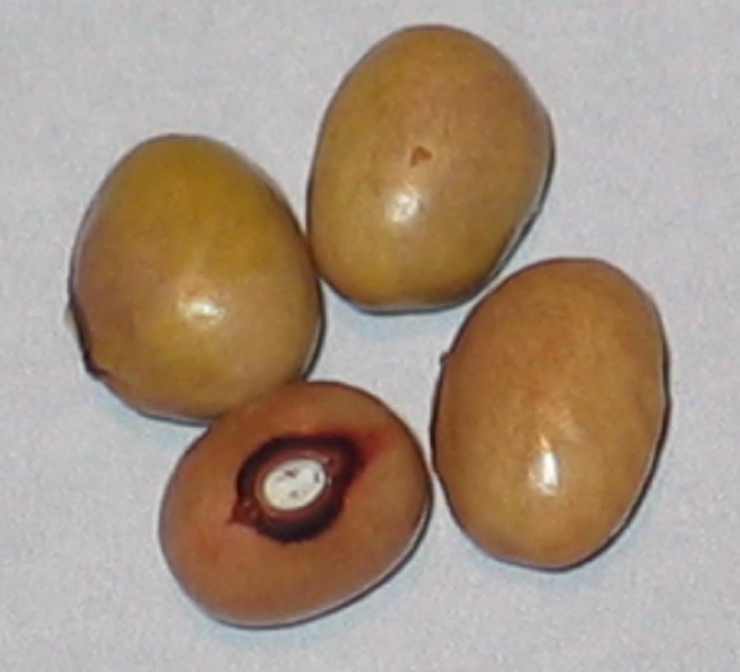image of Fisher Bird Egg beans