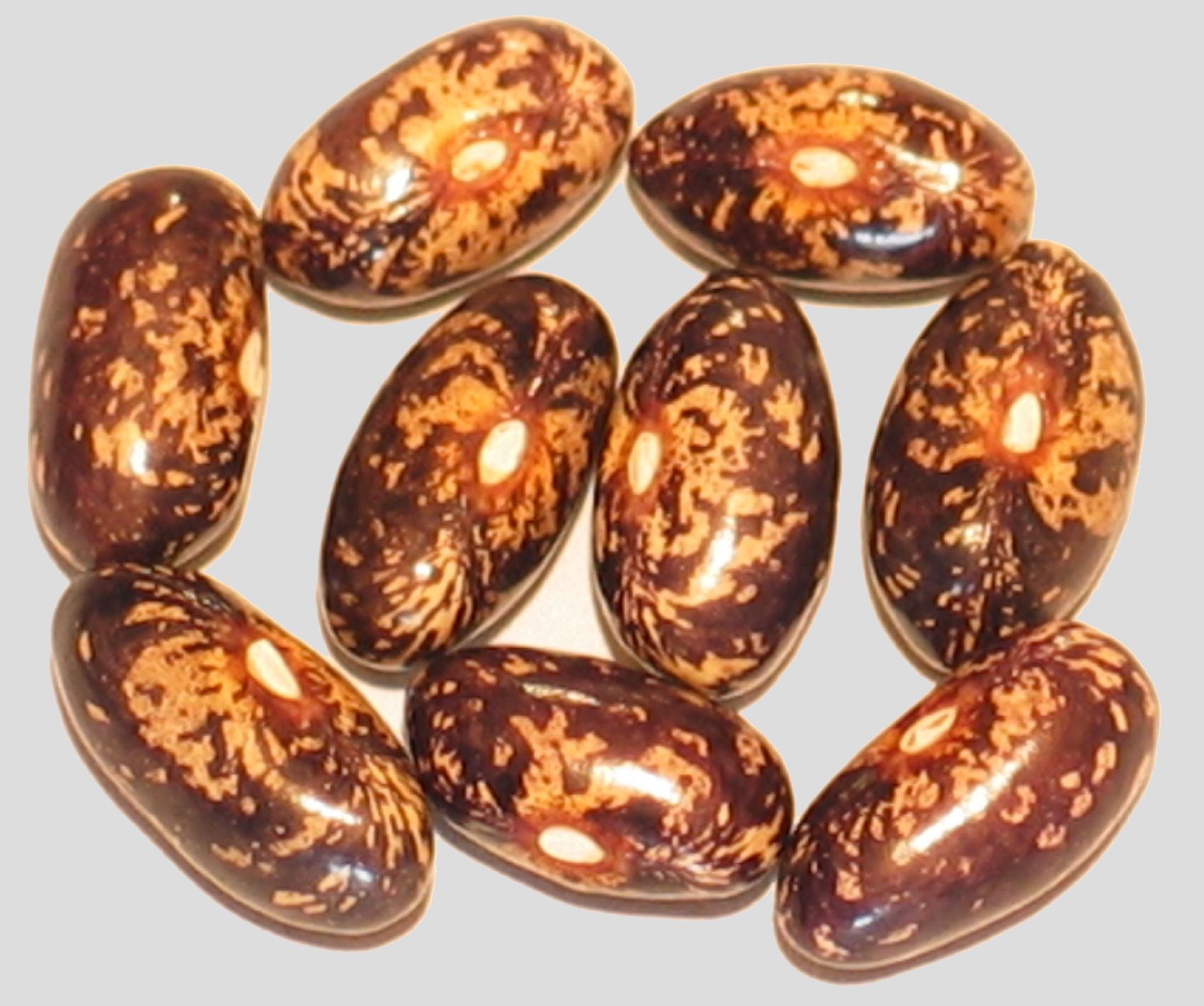 image of Fisole Rassacher Kipfleer beans