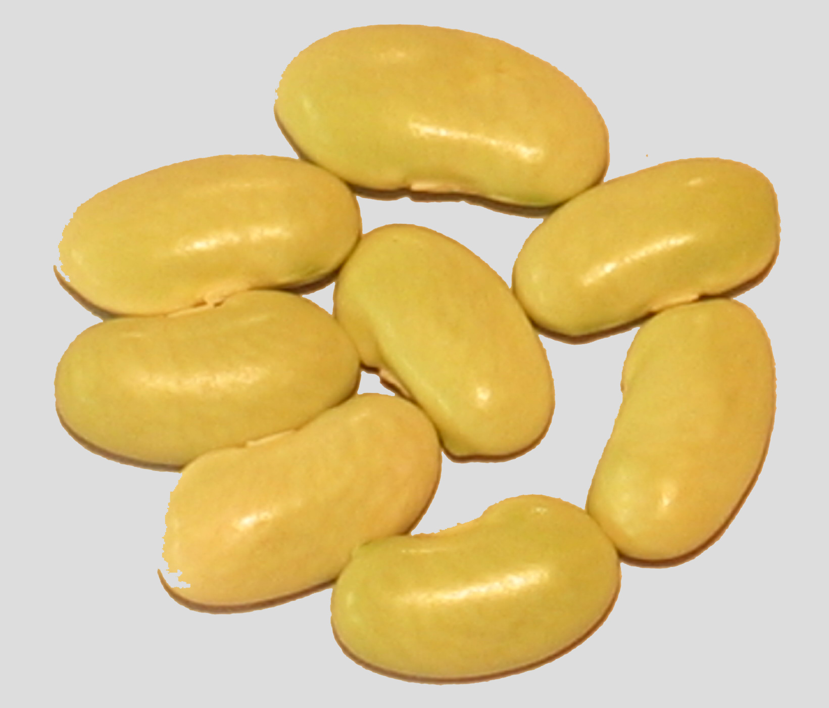 image of Flageolet Merveille beans