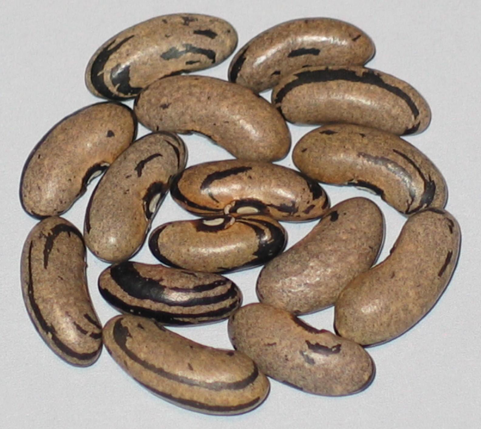 image of Flood beans