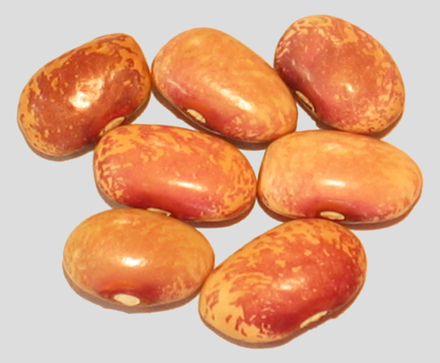 image of Flor de Mayo beans