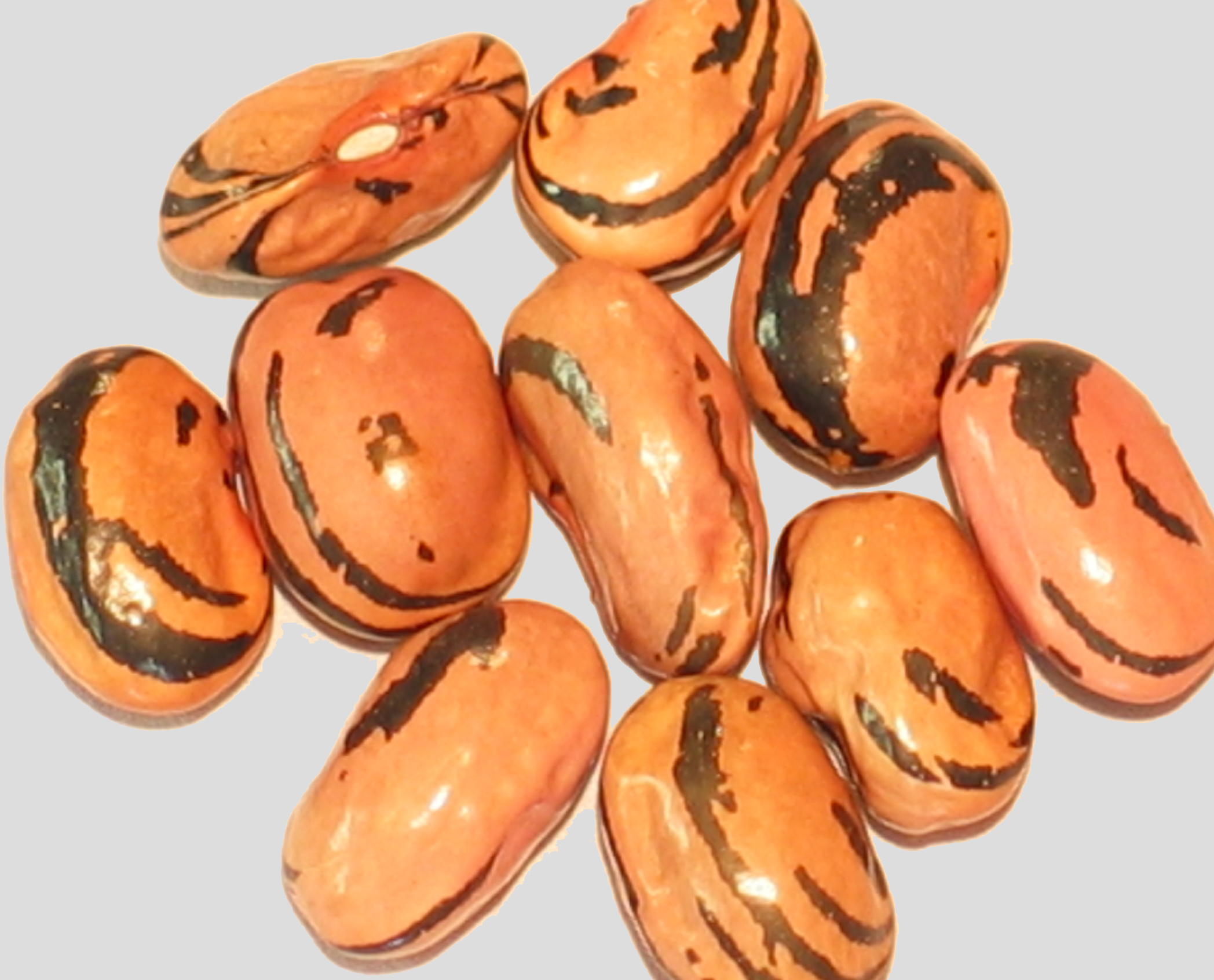 image of Flynn 4 beans