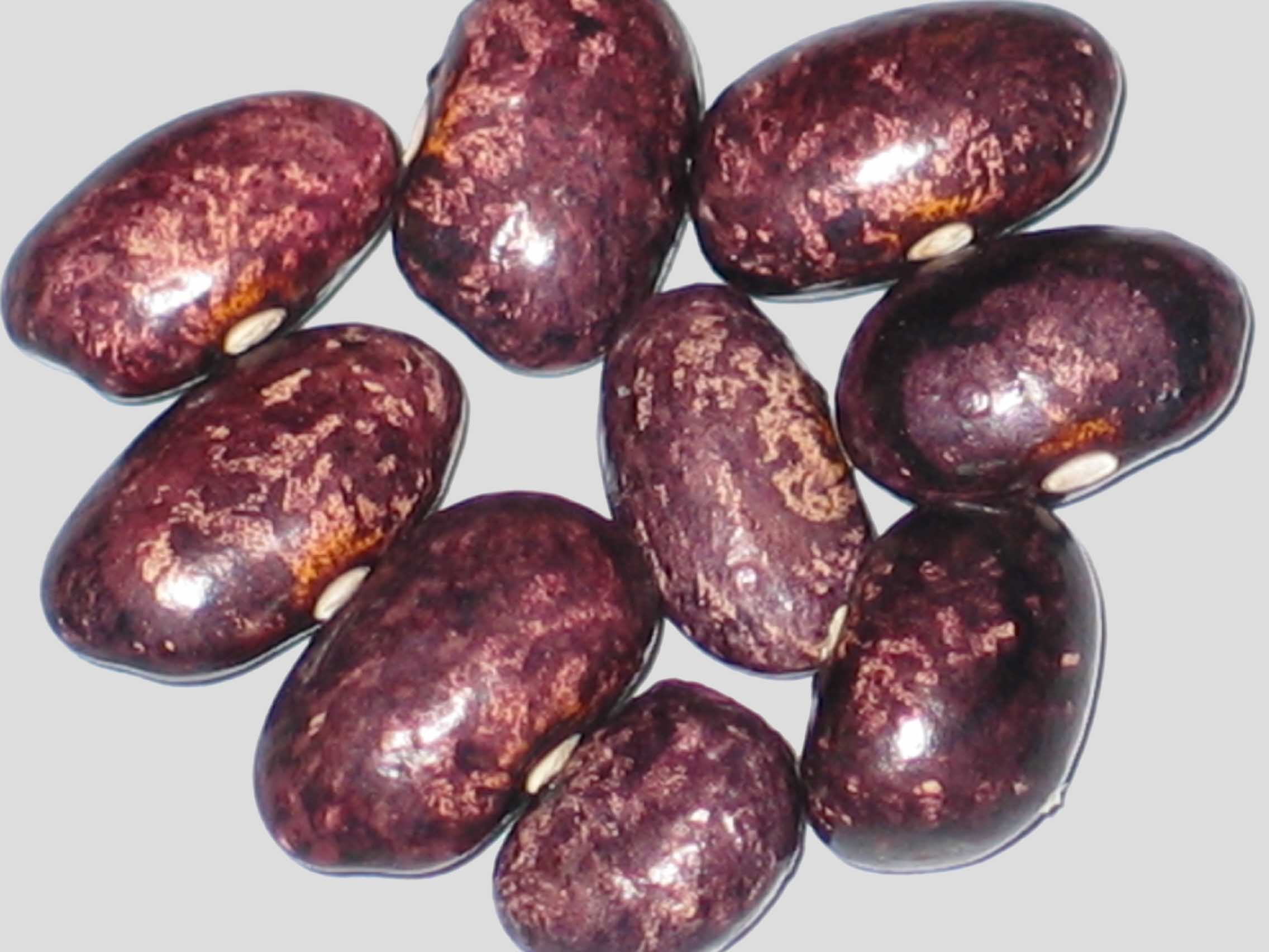 image of Fountain Pitts Allen beans