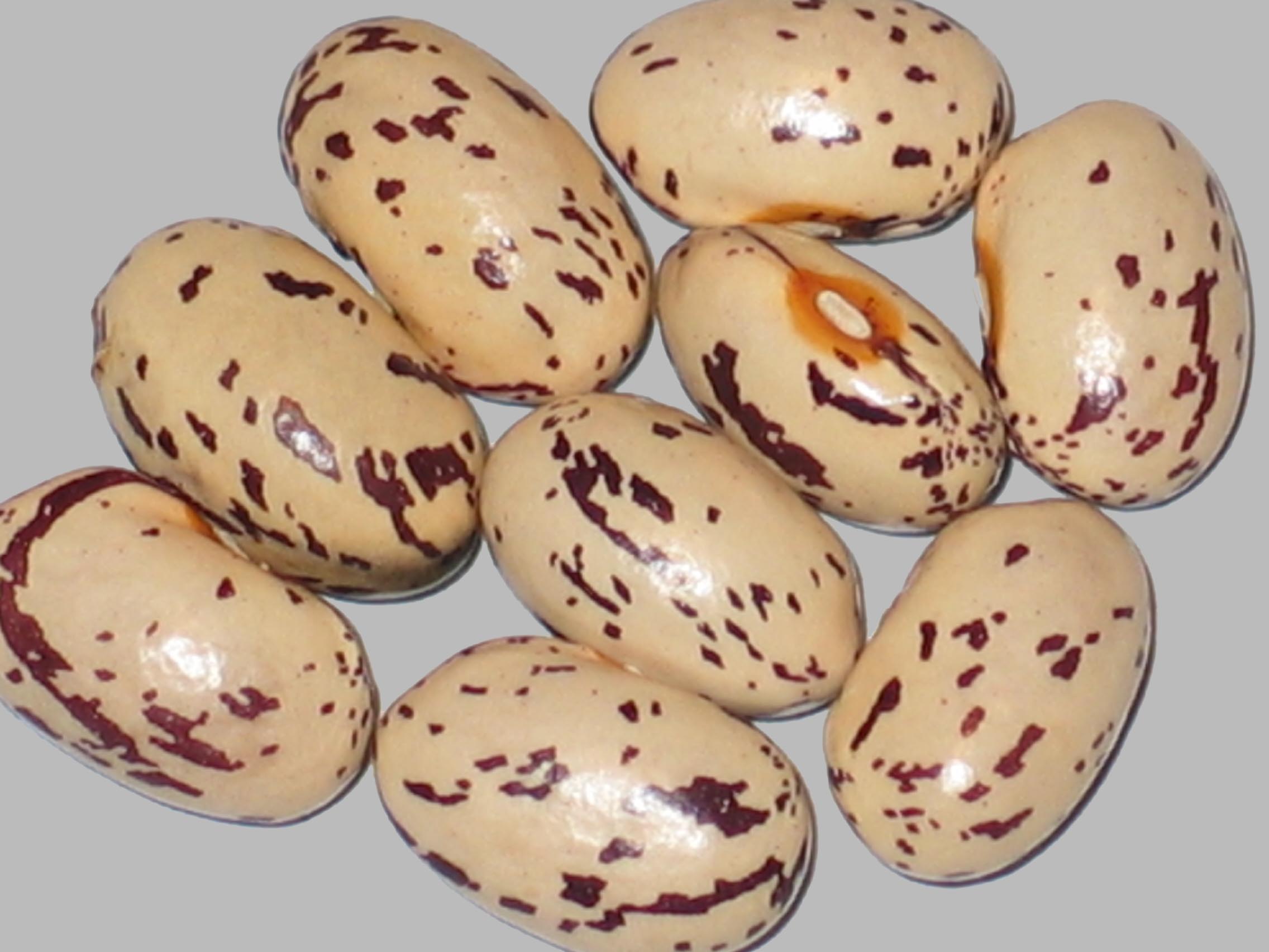 image of Fukuryu Chunaga beans