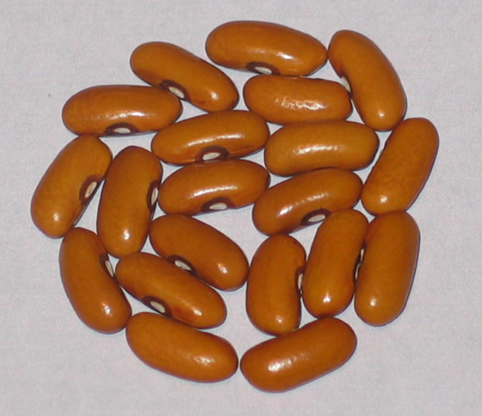 image of Gaucho beans