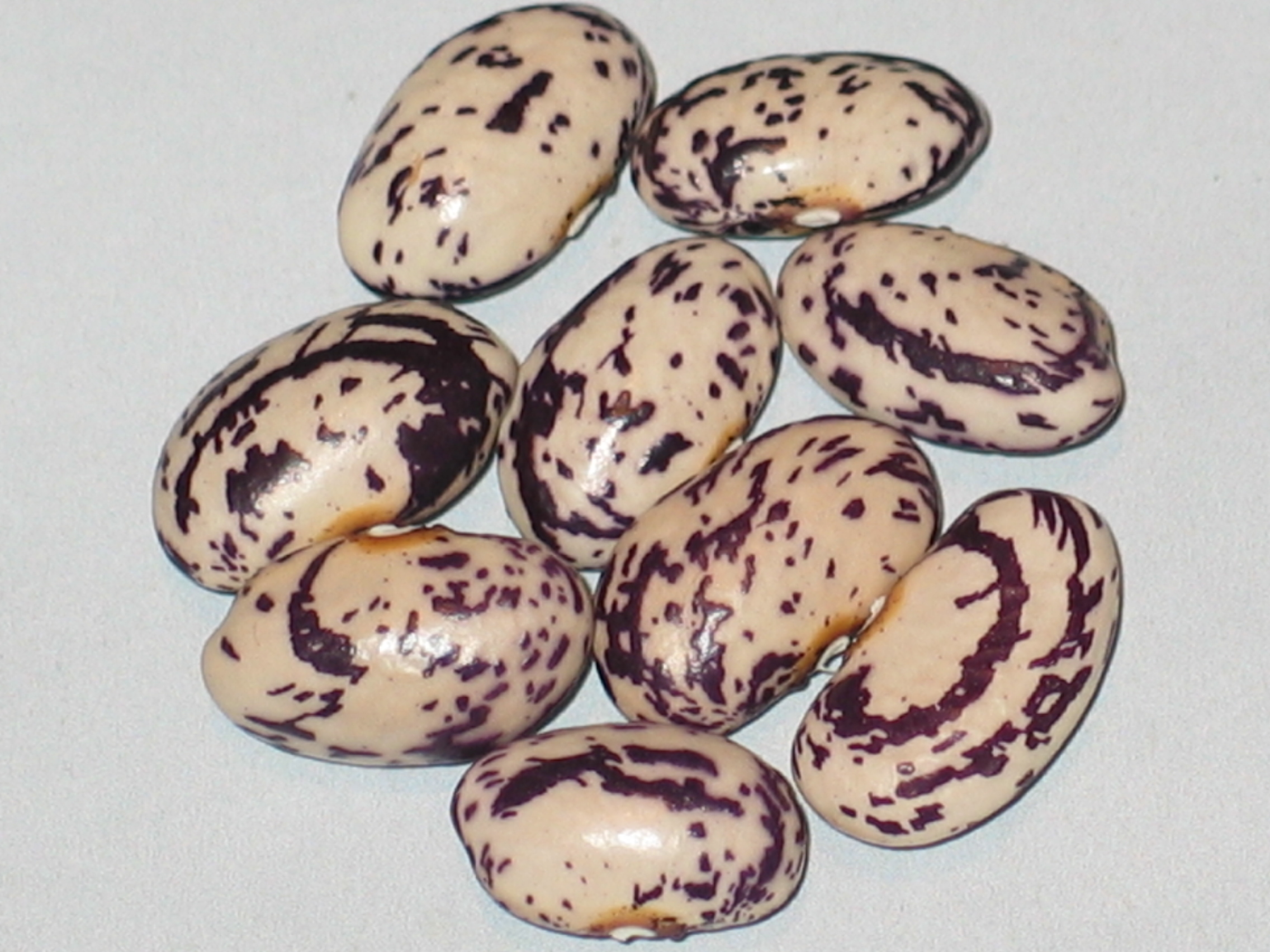 image of Georgian Pole beans