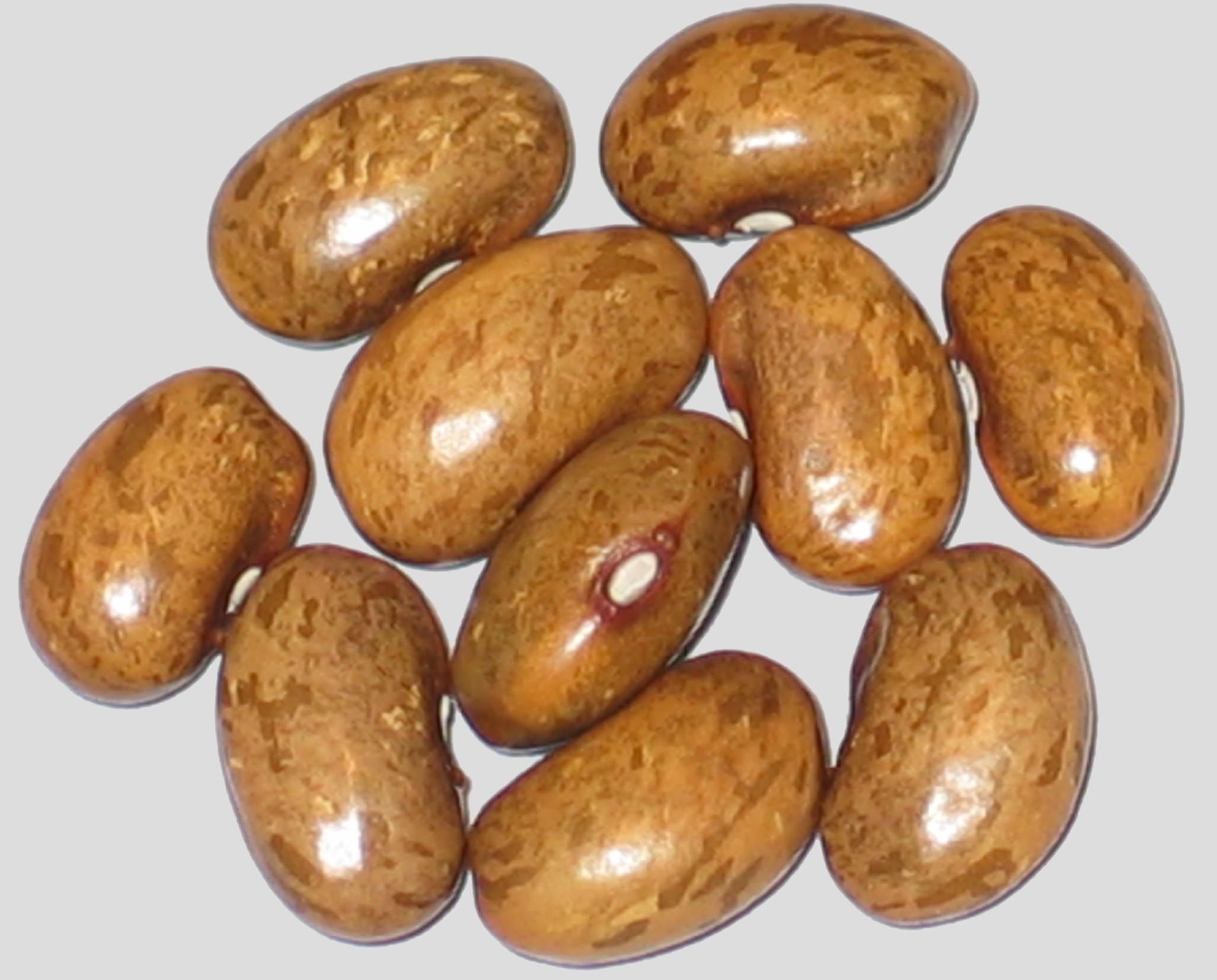 image of Gopher beans