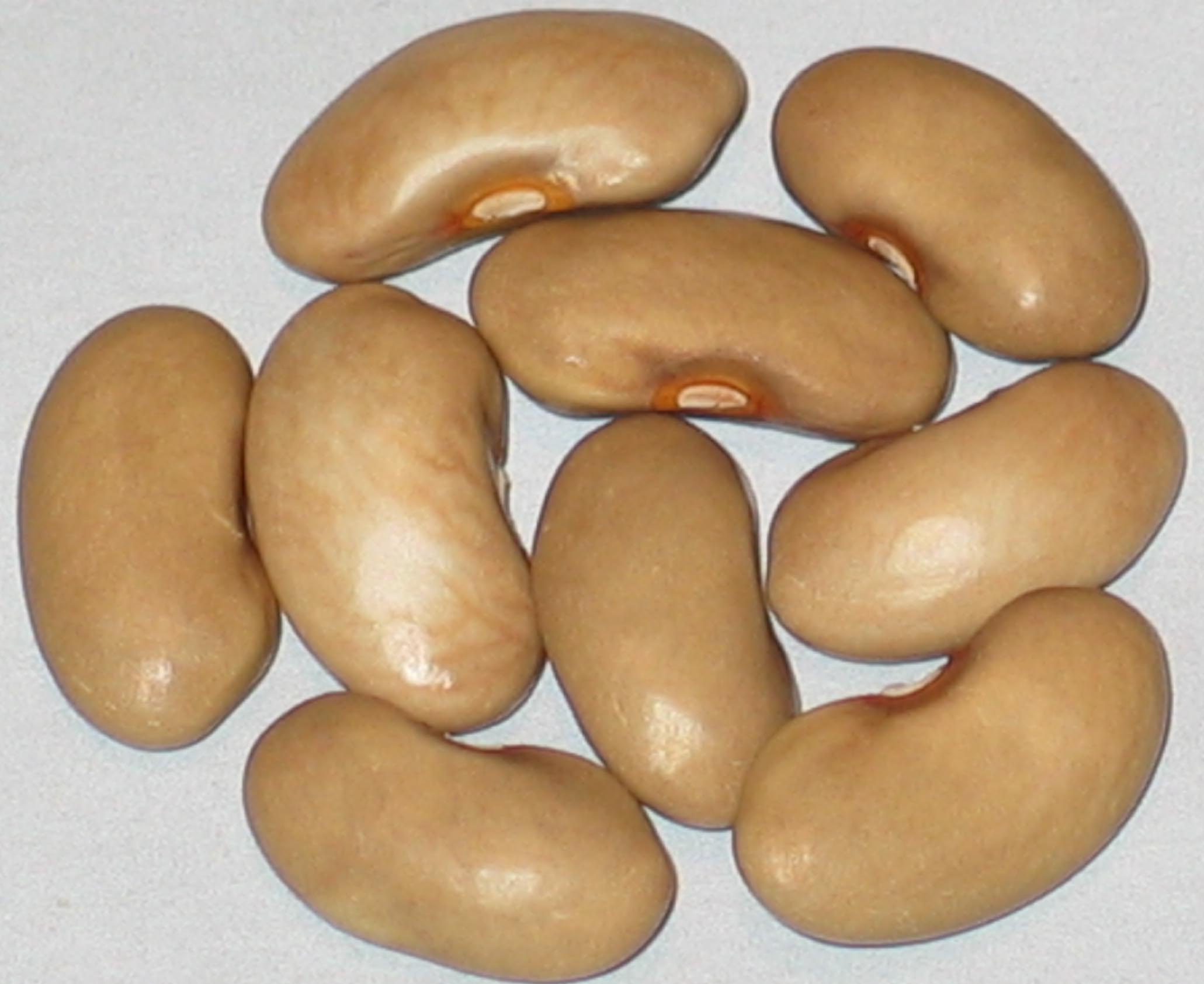 image of Johnsburg beans