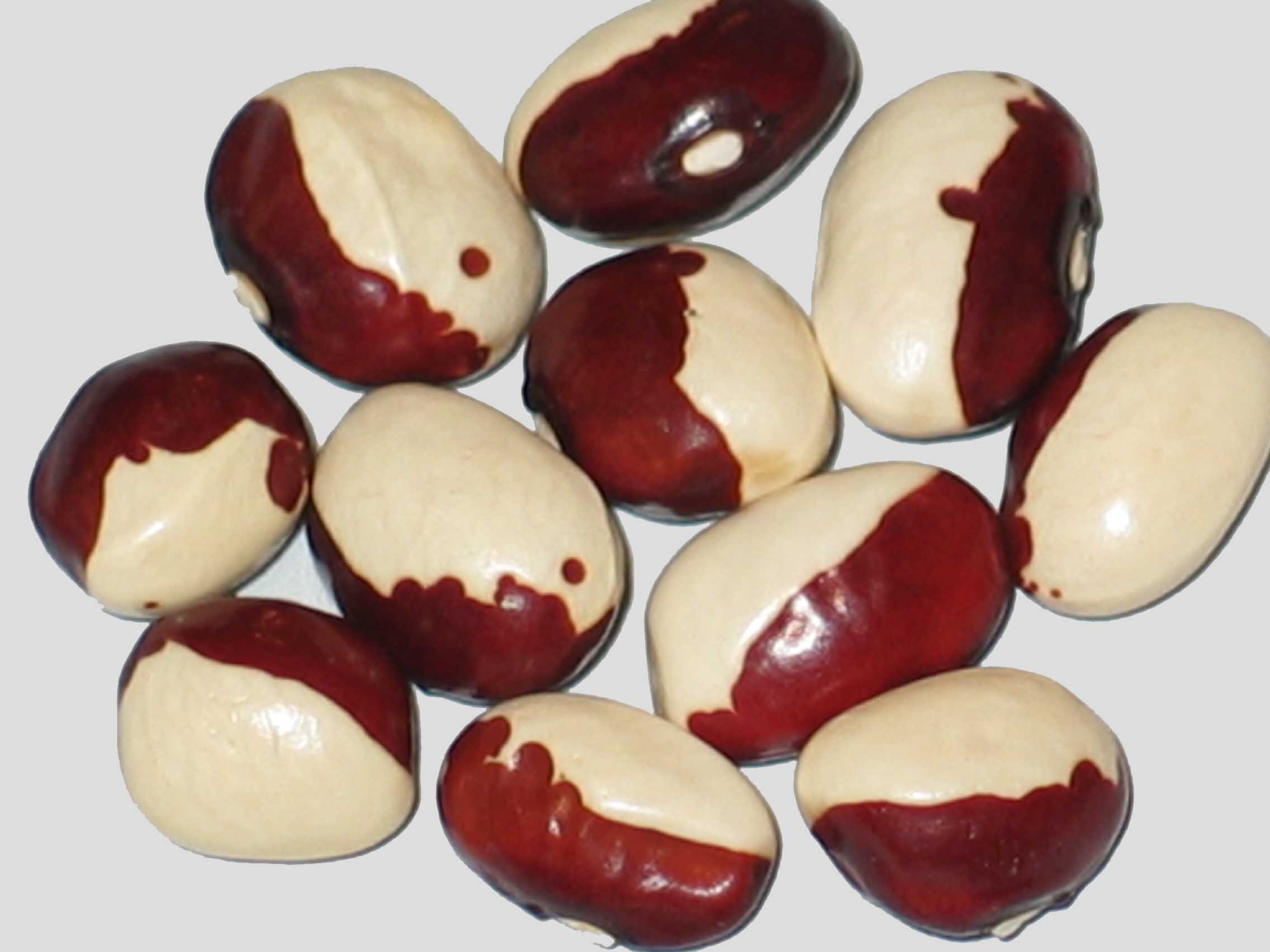image of Joyce Fetterleys Red & White beans