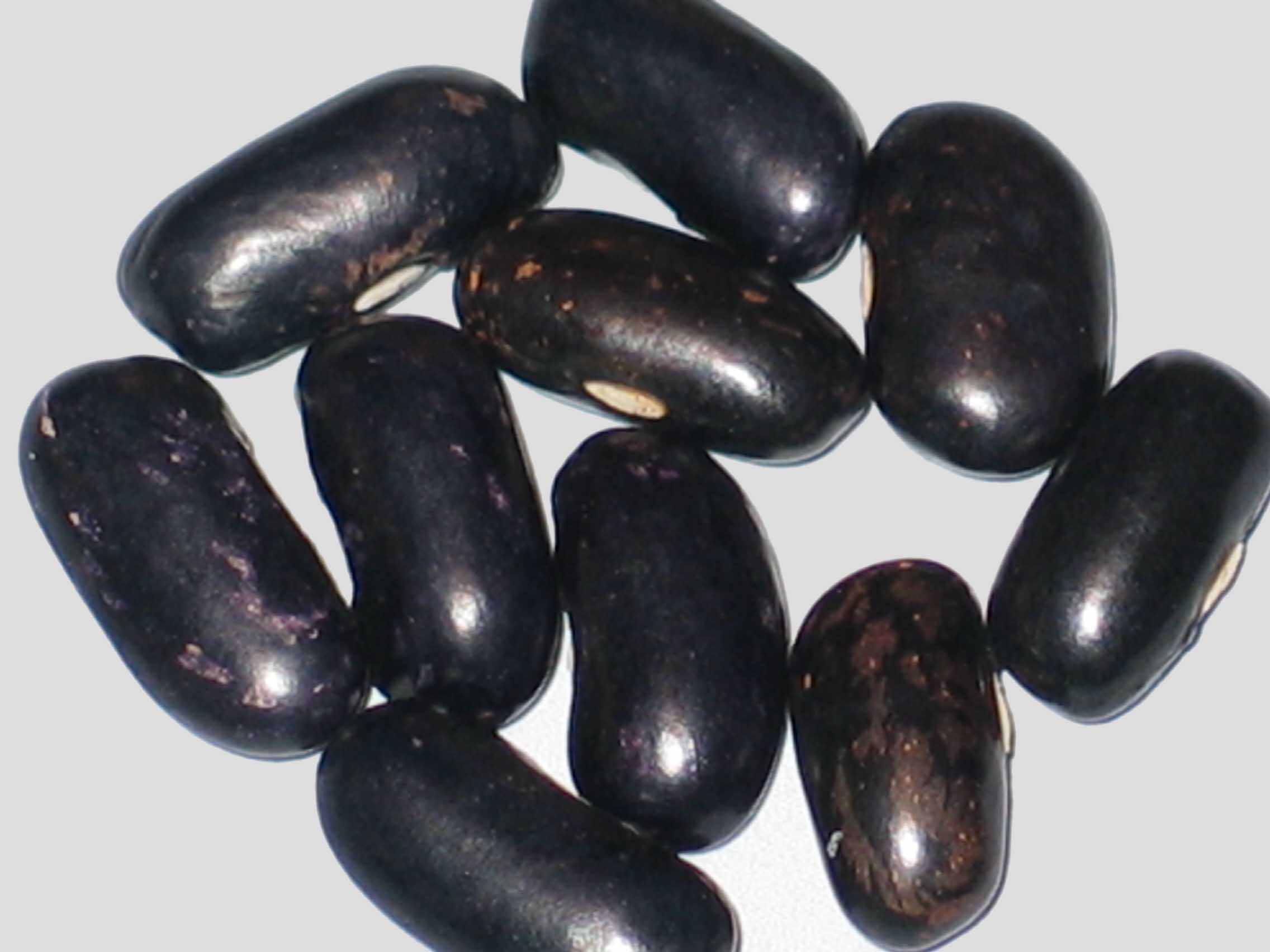 image of Kings Knight beans