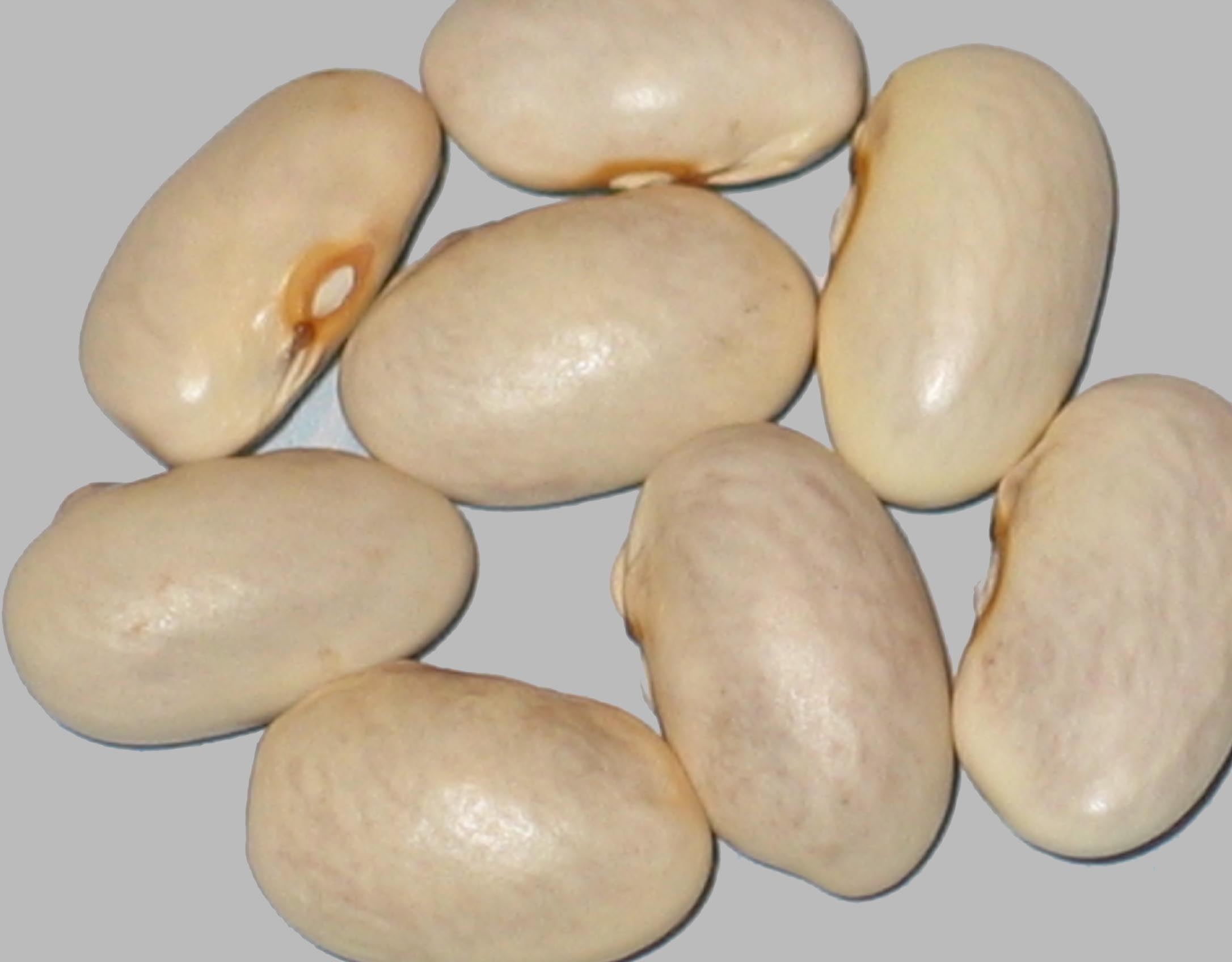 image of Koronis Cream beans