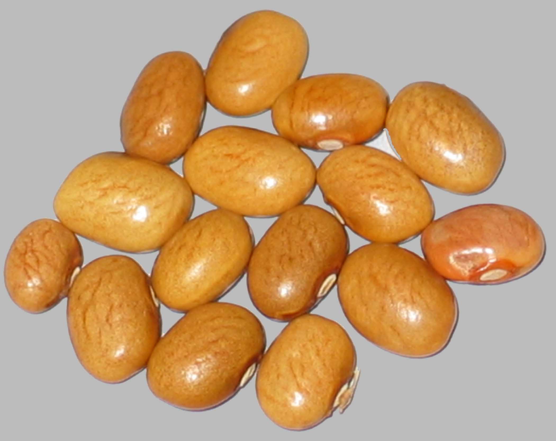 image of Koronis Gold beans