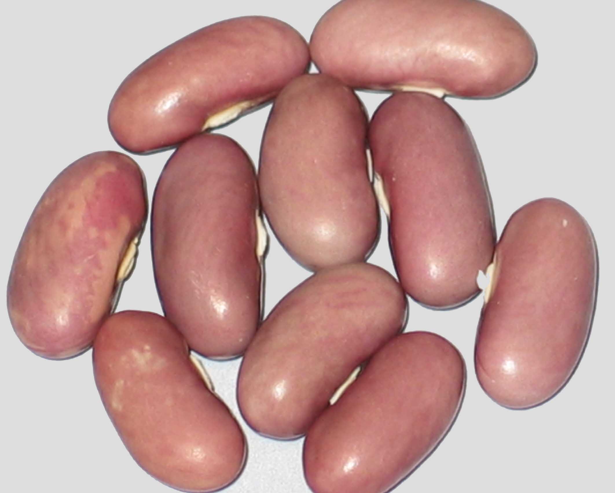 image of Lavender Bush beans