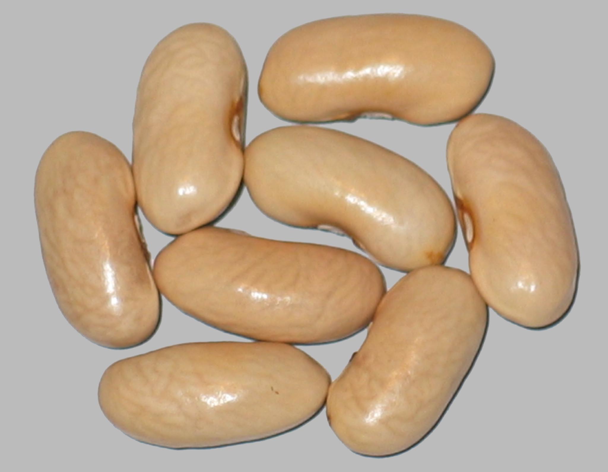 image of Long Lake Giant beans