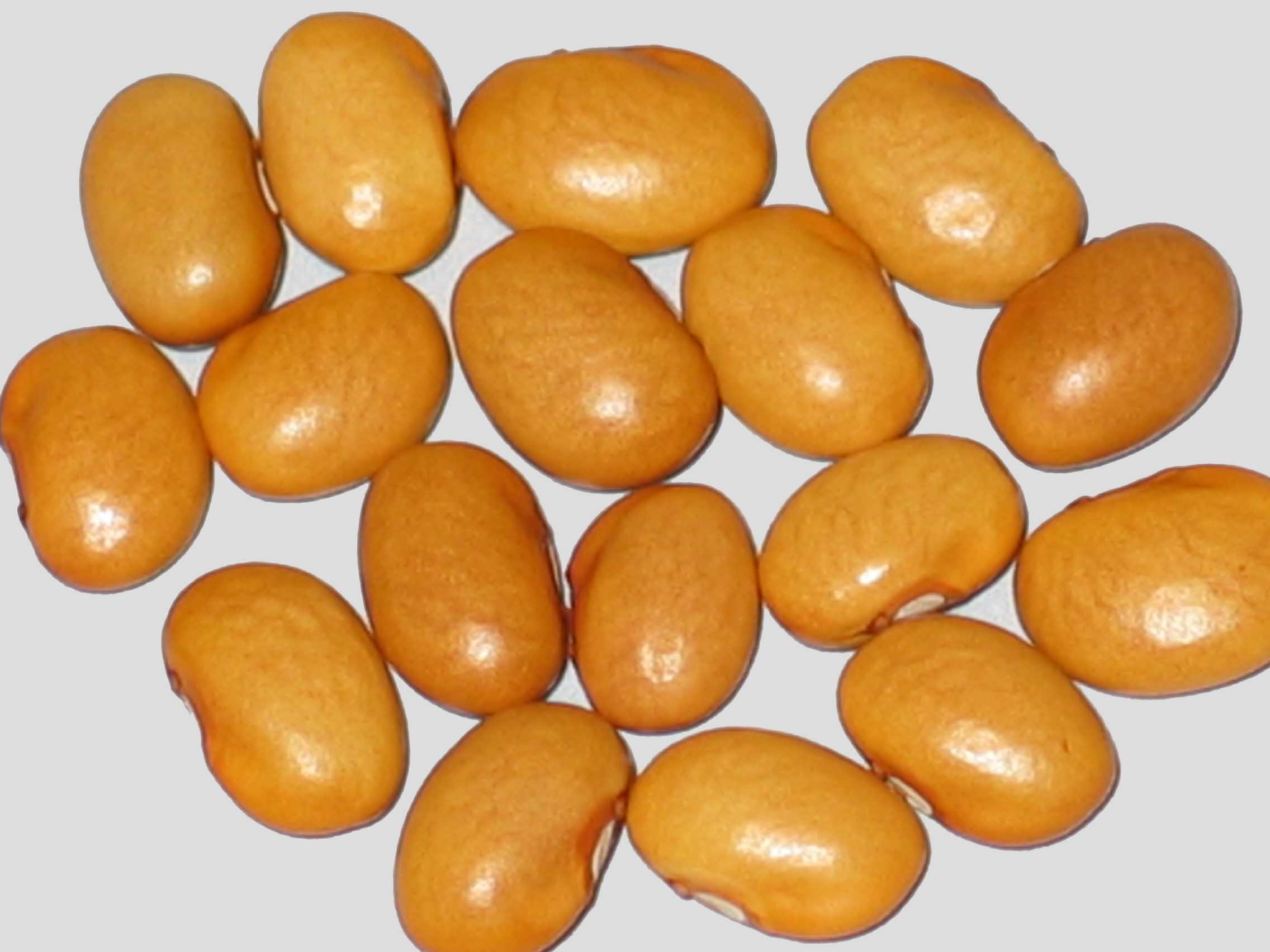 image of Nez Perce beans