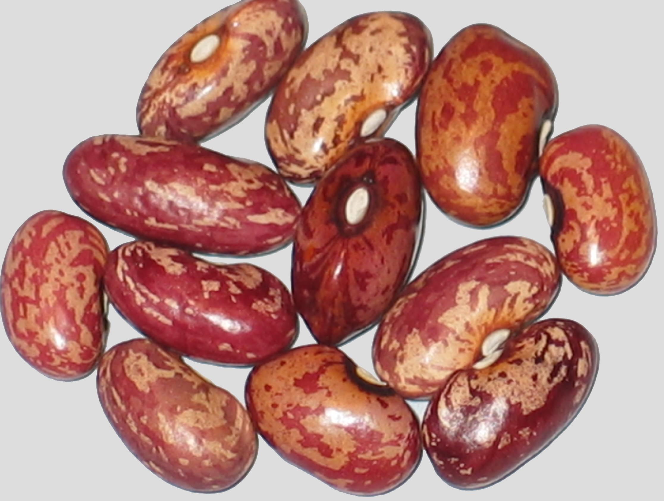 image of No Name WB-PKT #27-2 beans