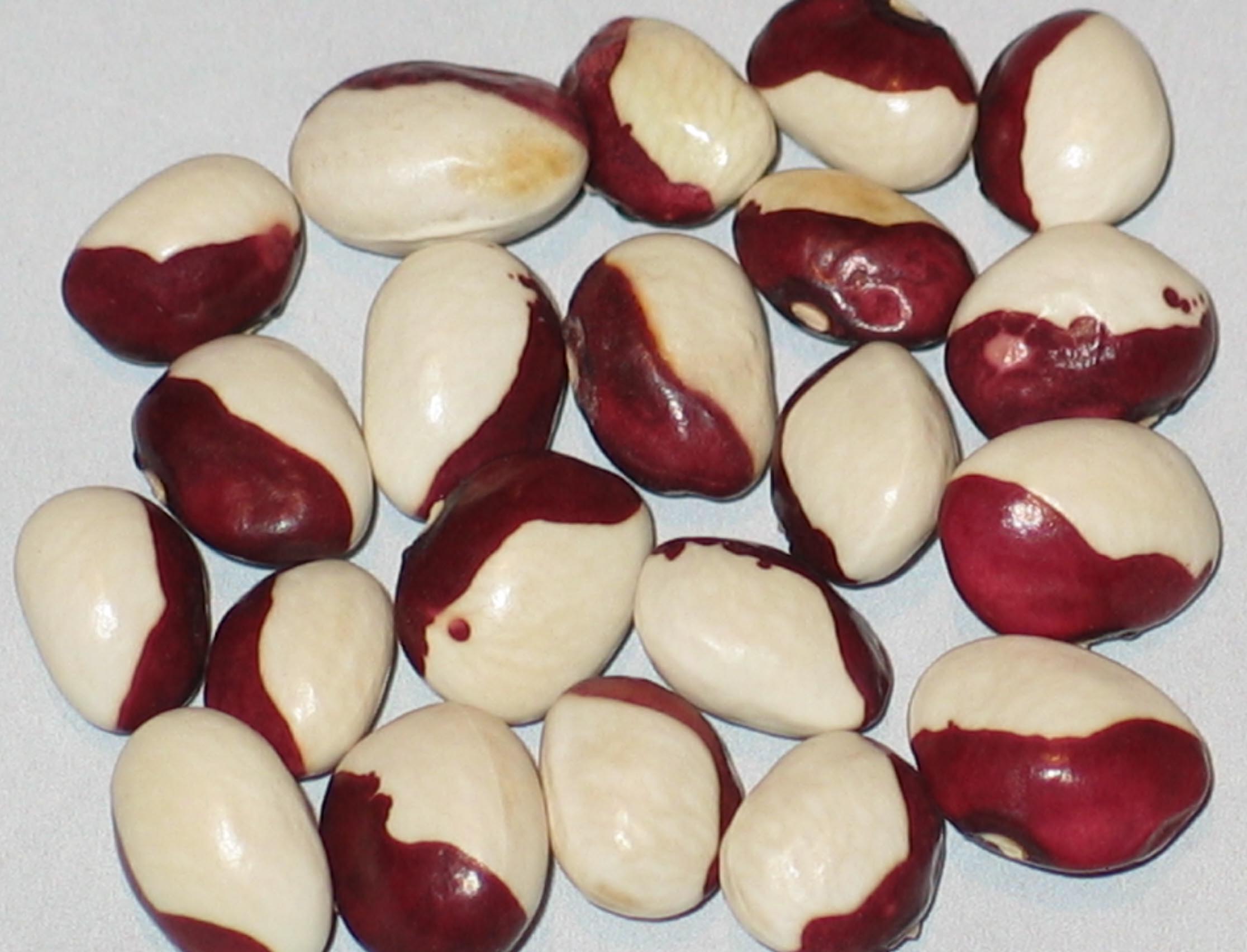 image of Noridgewock beans