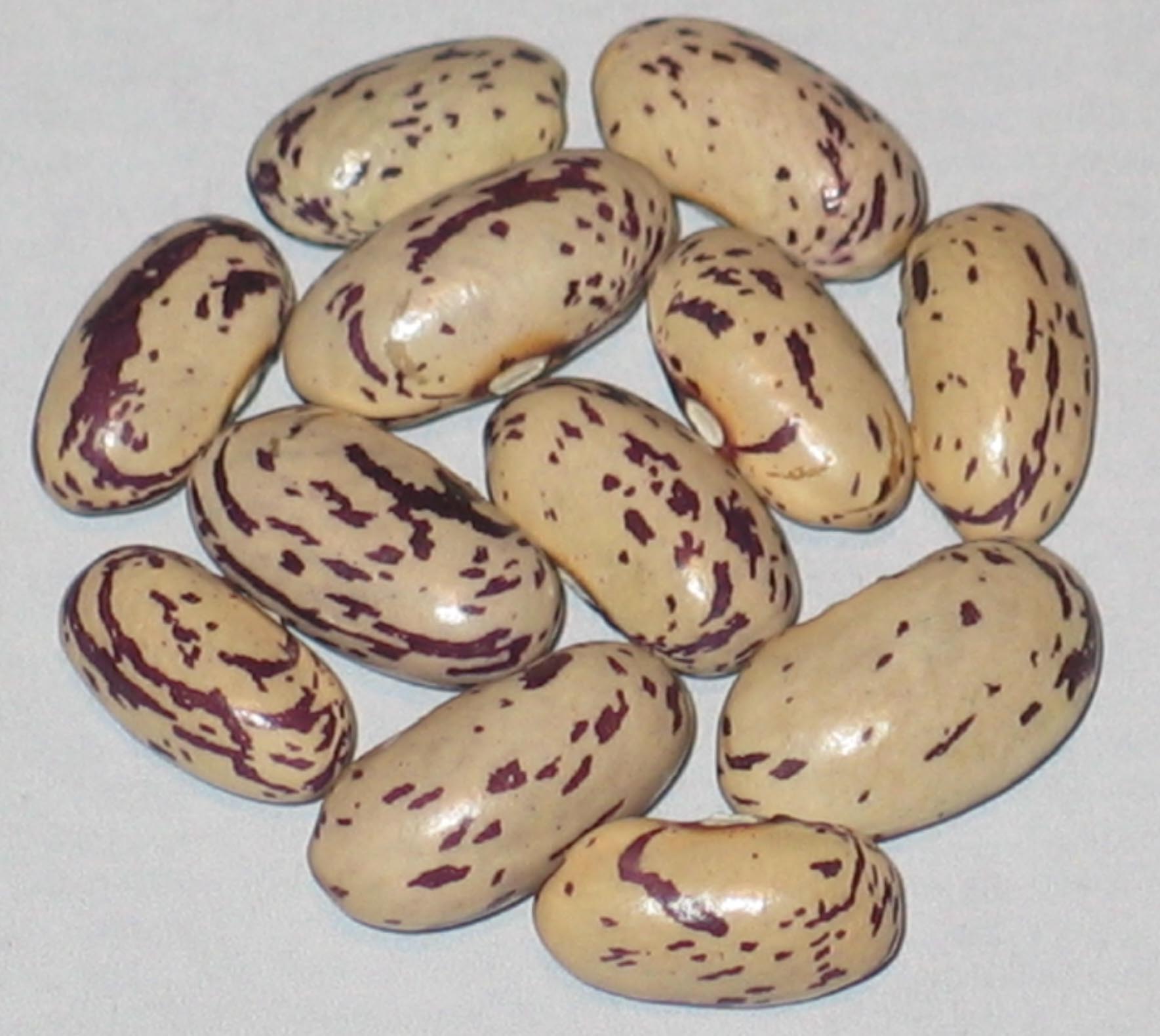 image of North Carolina beans