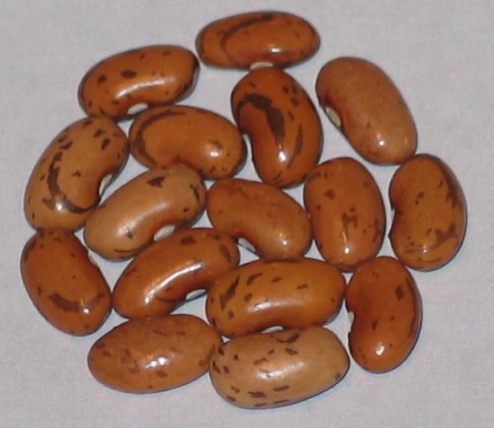 image of Octarora Cornfield beans
