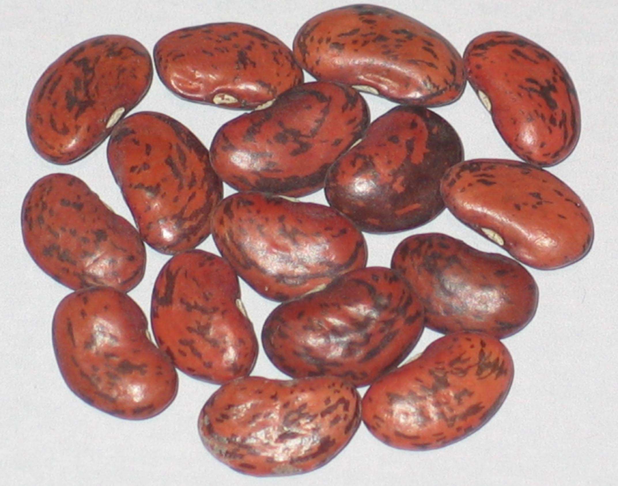 image of Old U.S. Pinto beans