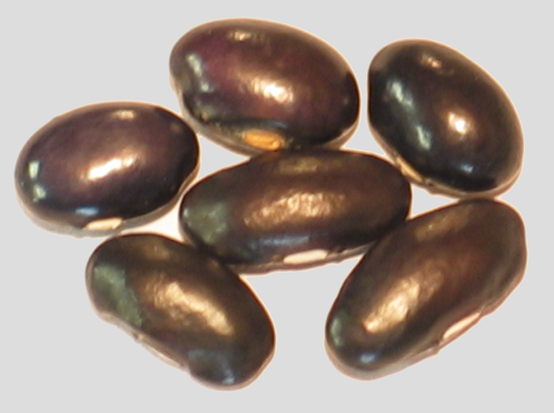 image of Old Black Coco beans