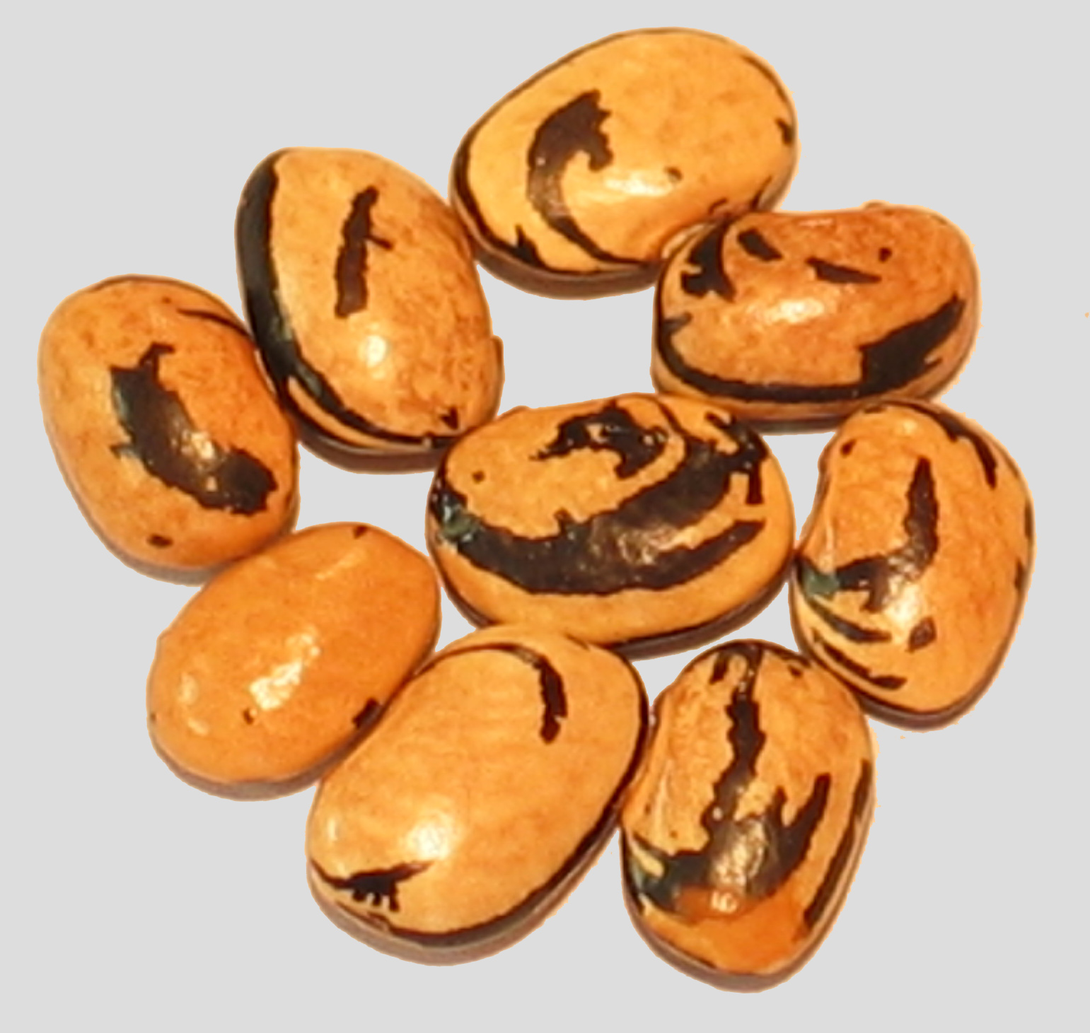 image of pergegion beans