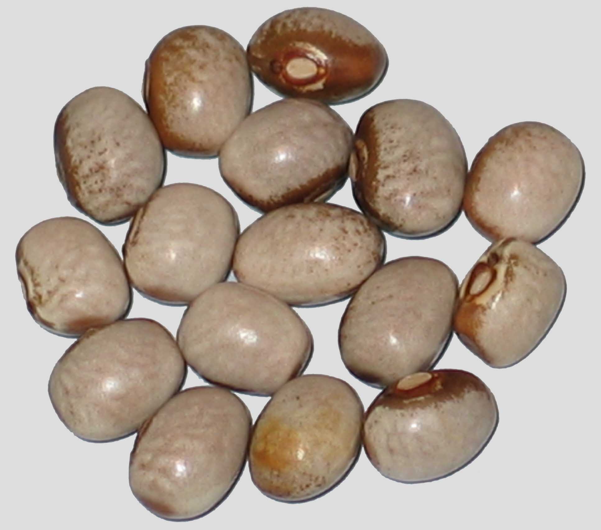 image of Petit Gris beans