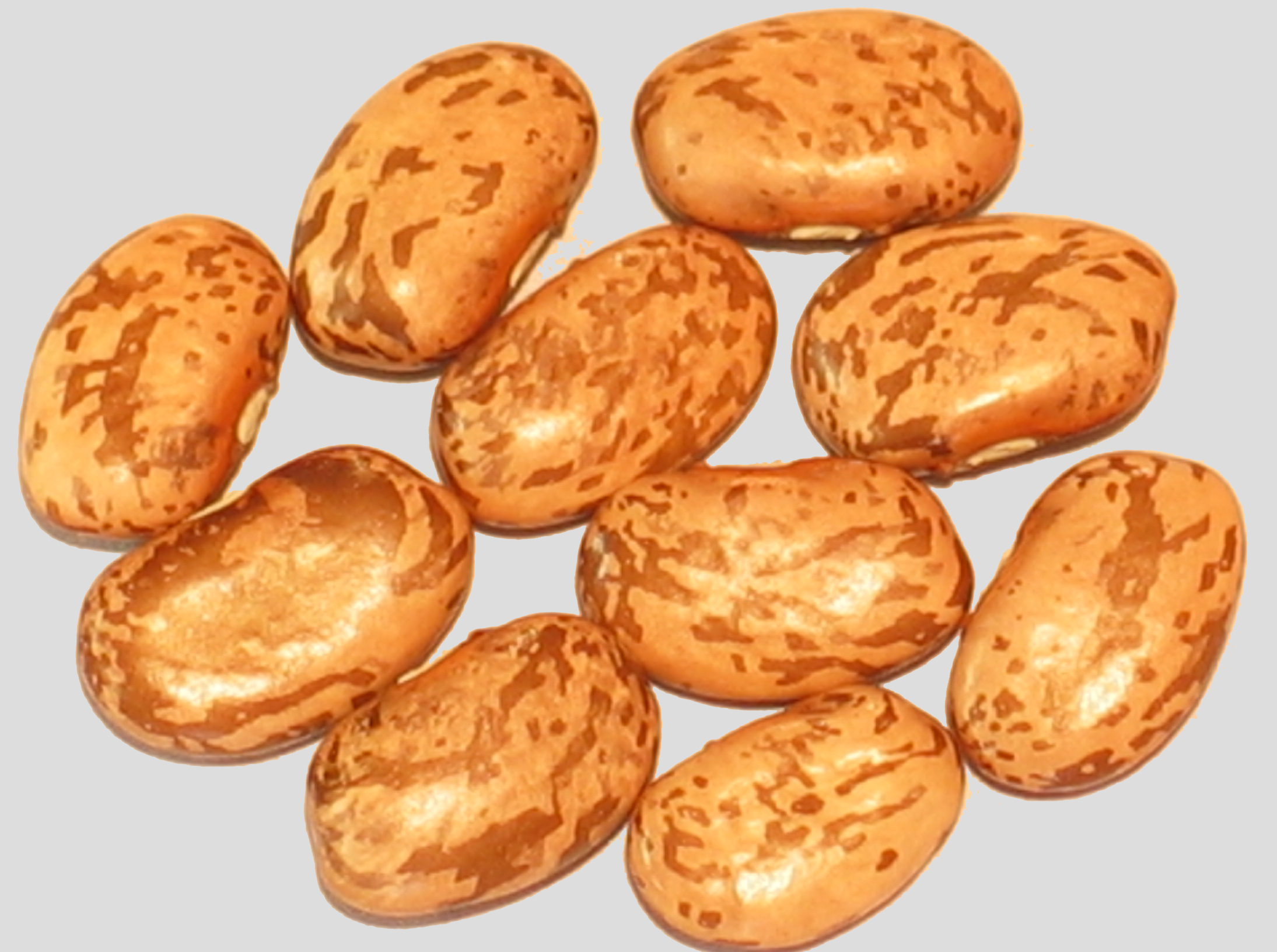 image of Pinto beans