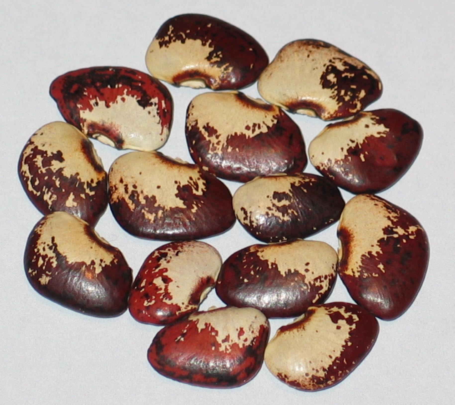 image of Potawatomi Lima beans