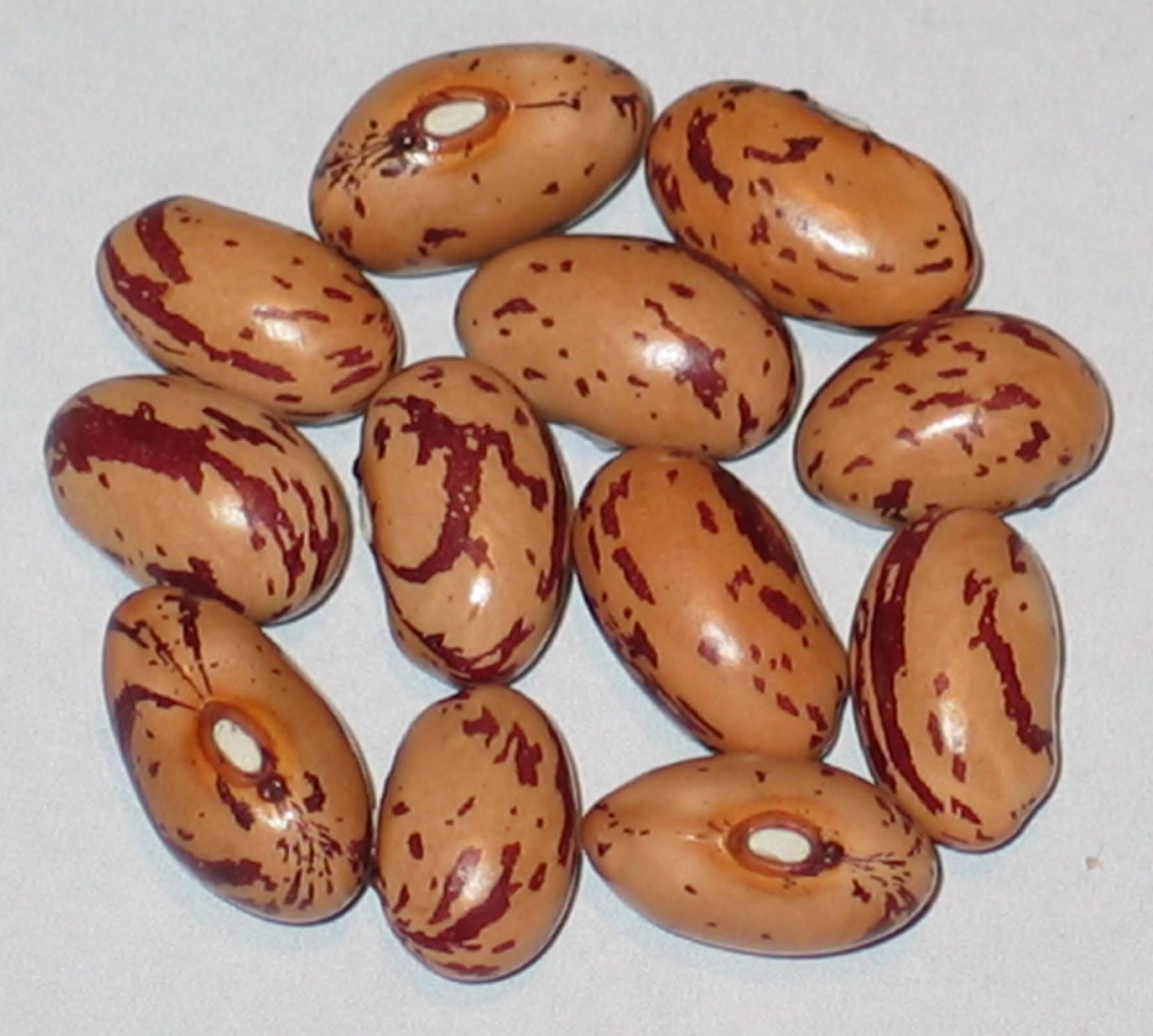 image of Potawatami beans