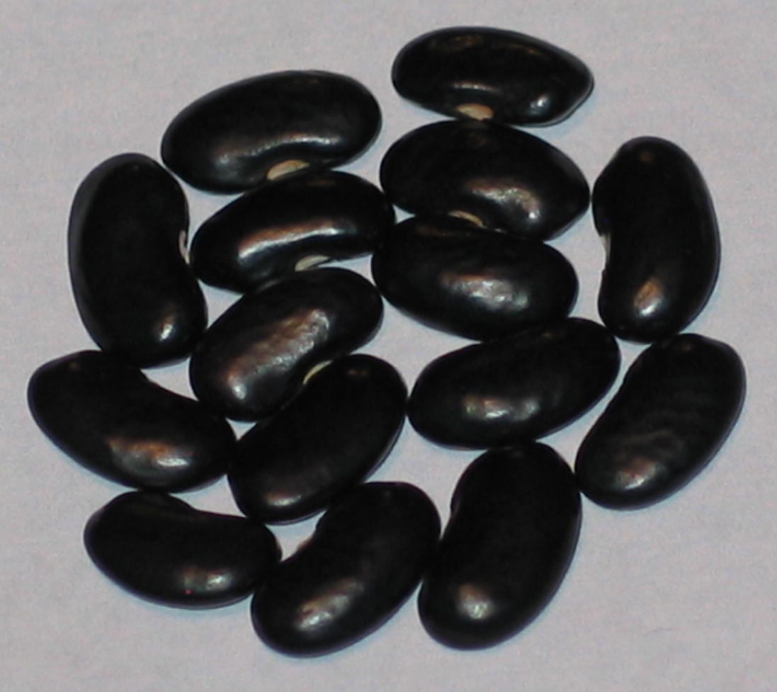 image of Potomac beans
