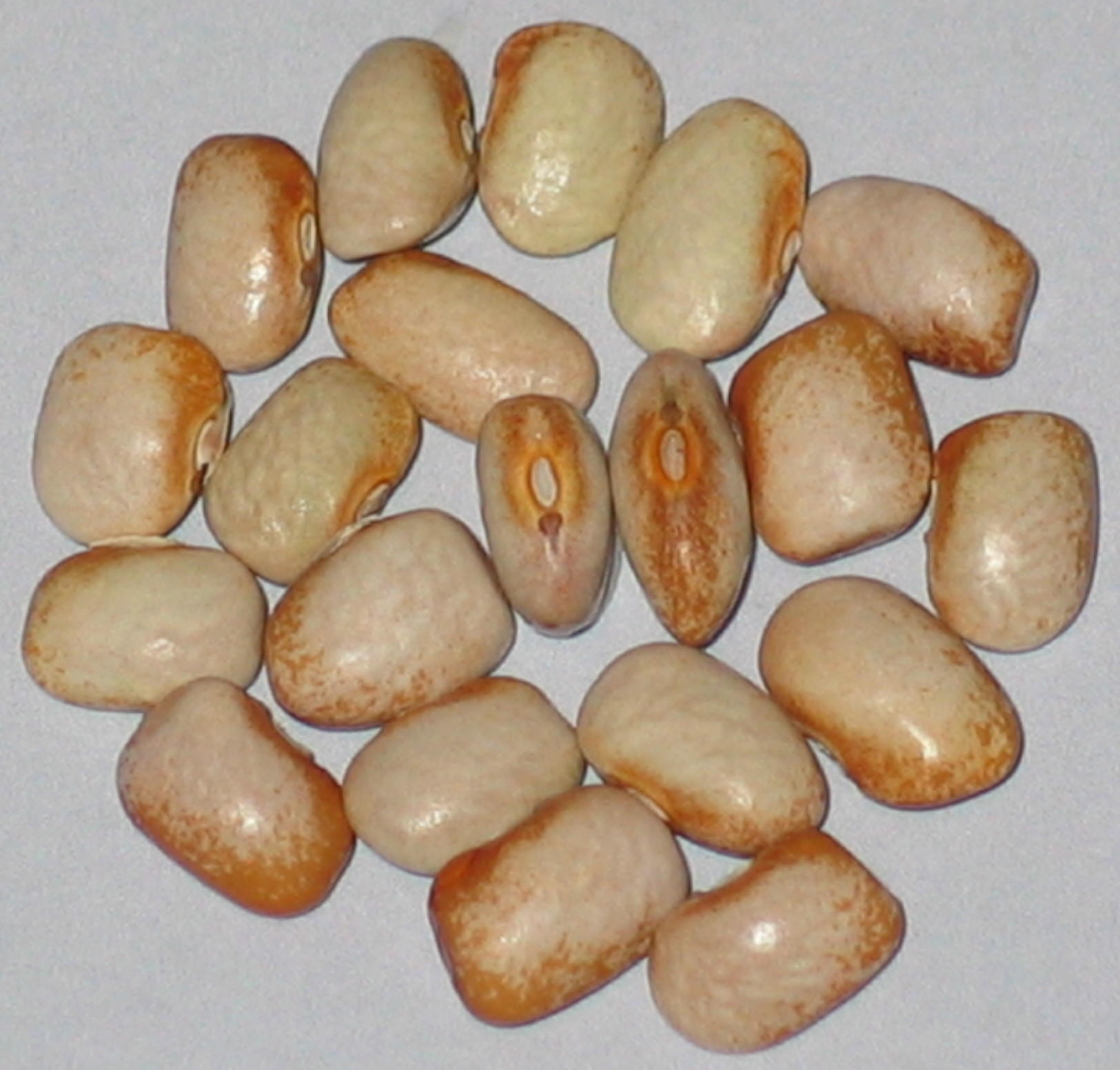 image of Powder Star beans