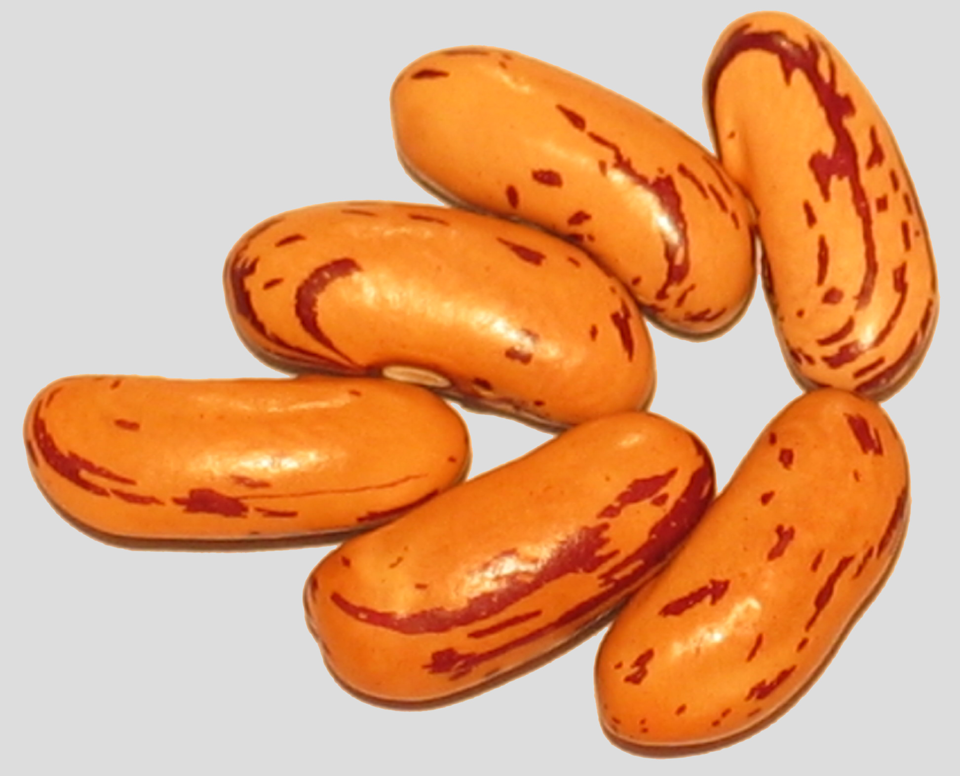 image of Precoce de Samur beans