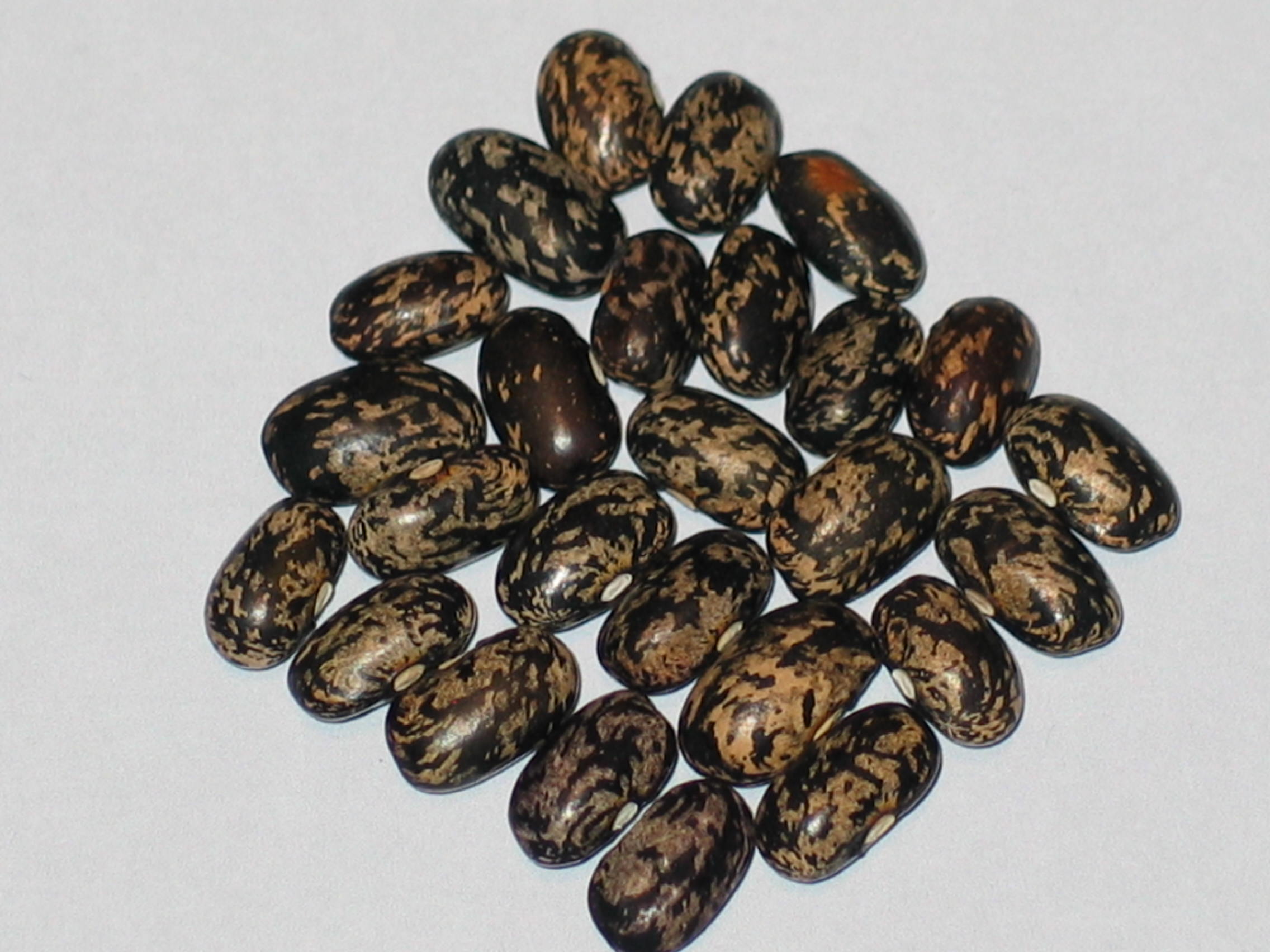 image of Timberlane beans