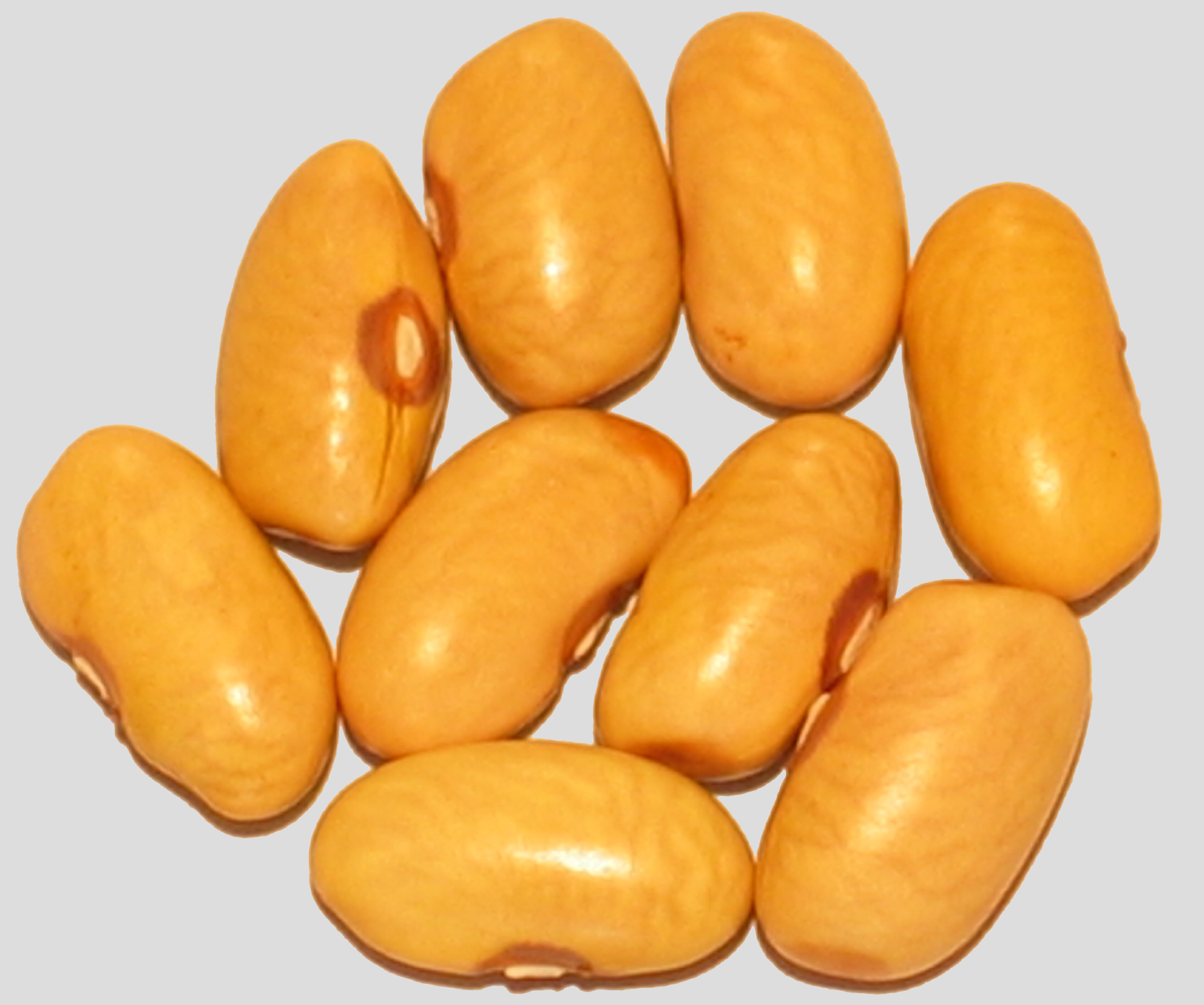 image of Zambezi #1 beans