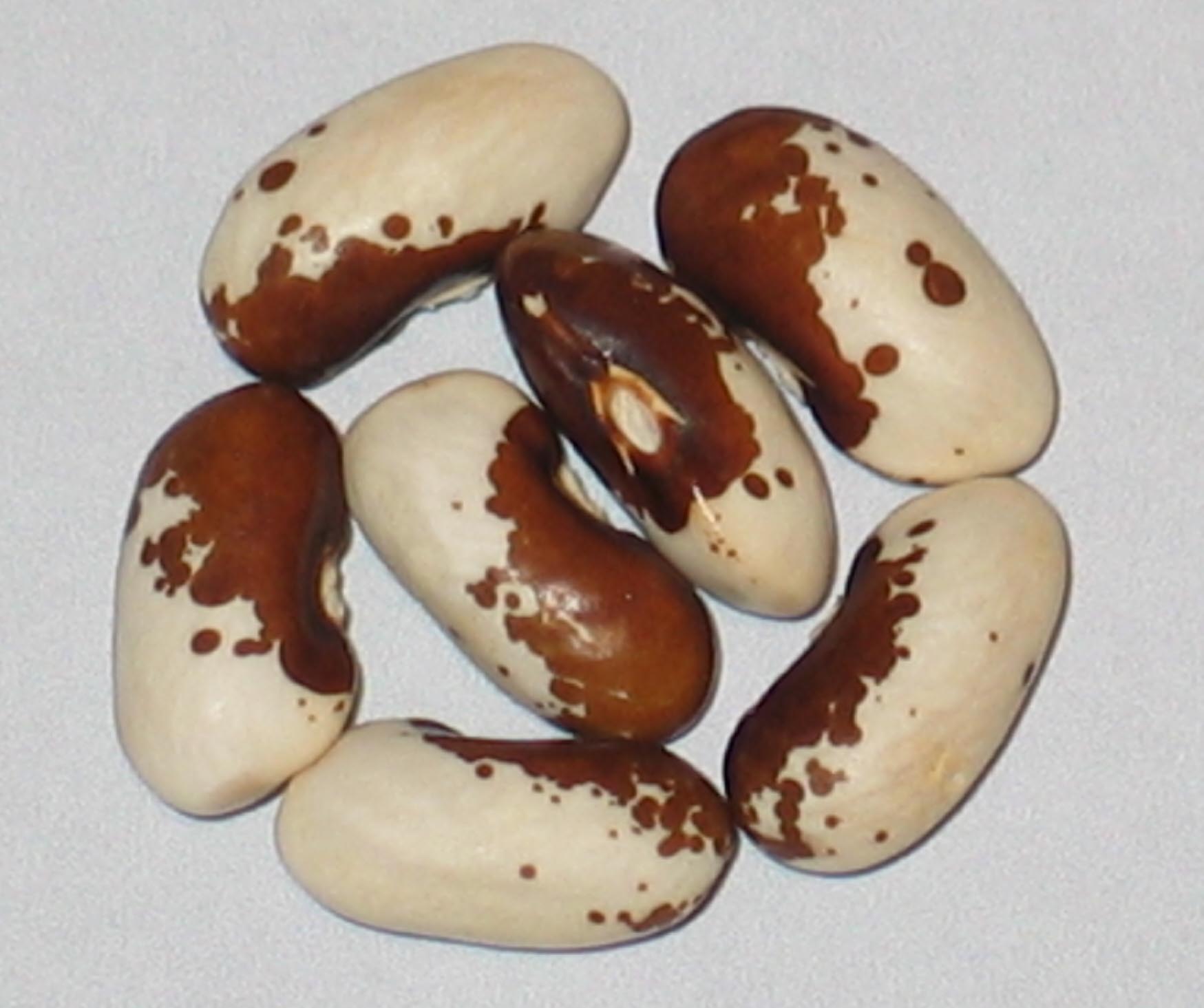 image of African Cave beans
