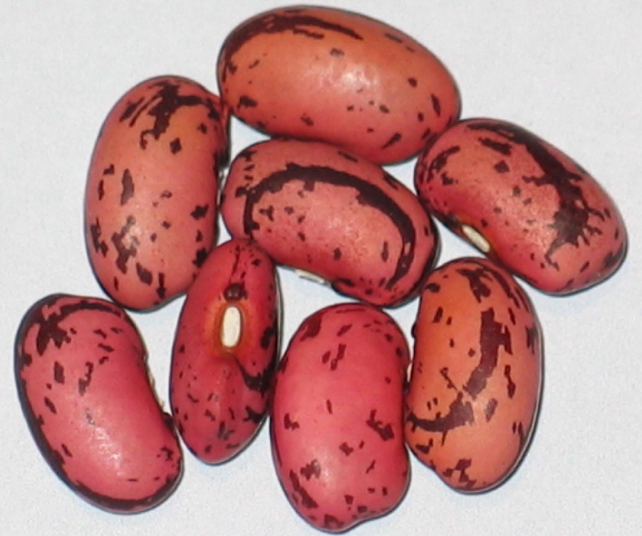 image of African Premier beans