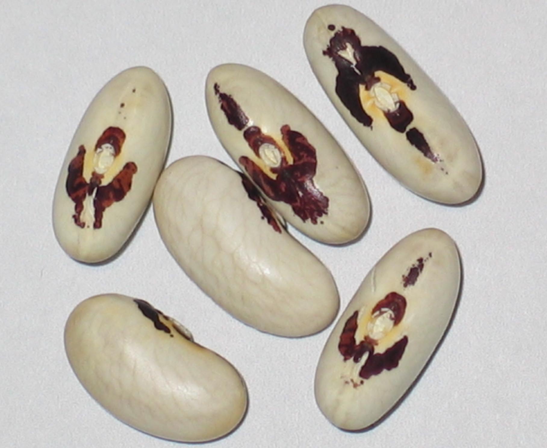 Six ivory-colored beans with dark brown markings scattered on a white surface.