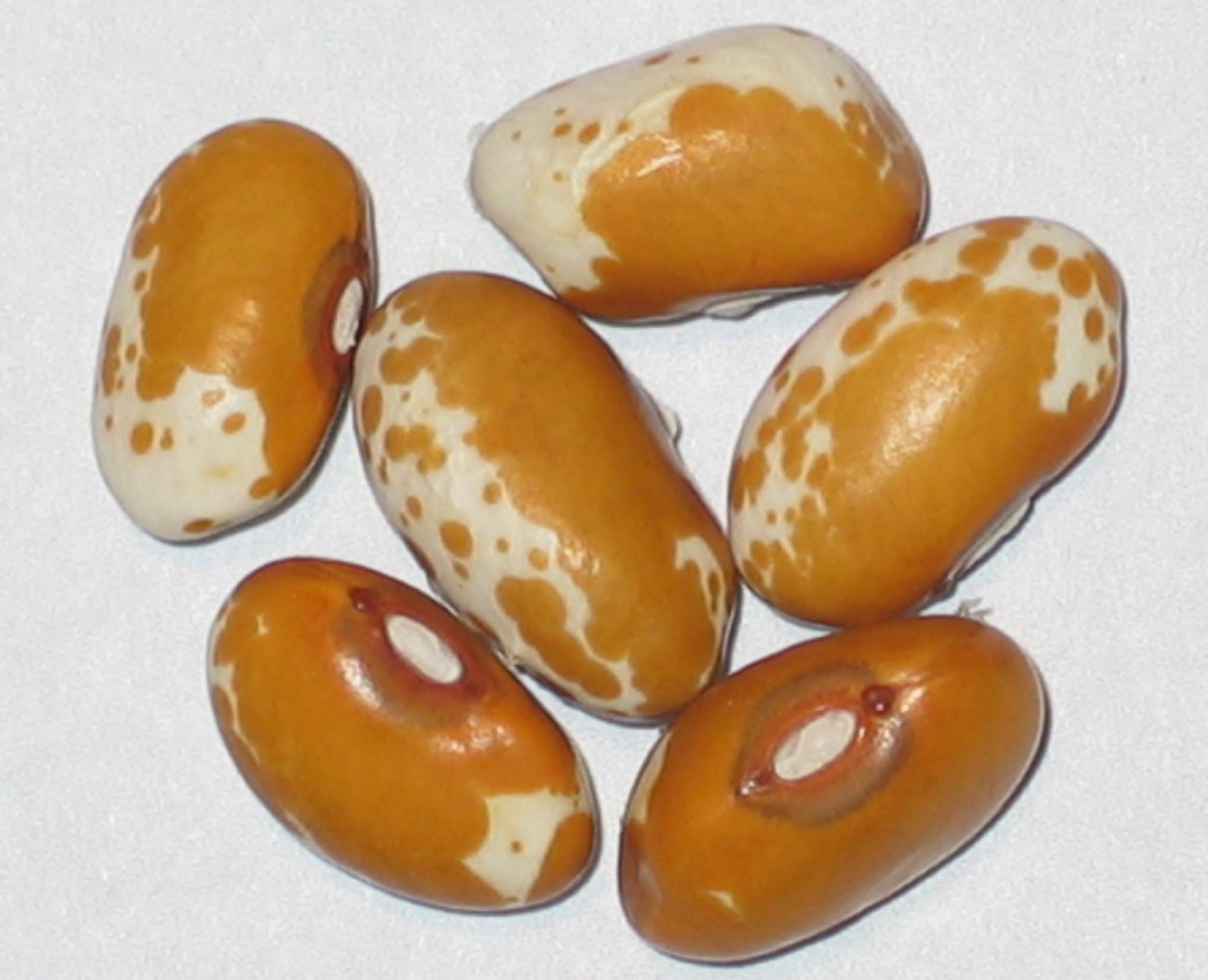 image of Amber Pearl beans