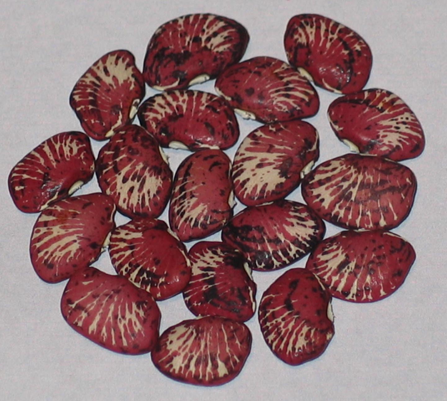 image of Andromeda Lima beans