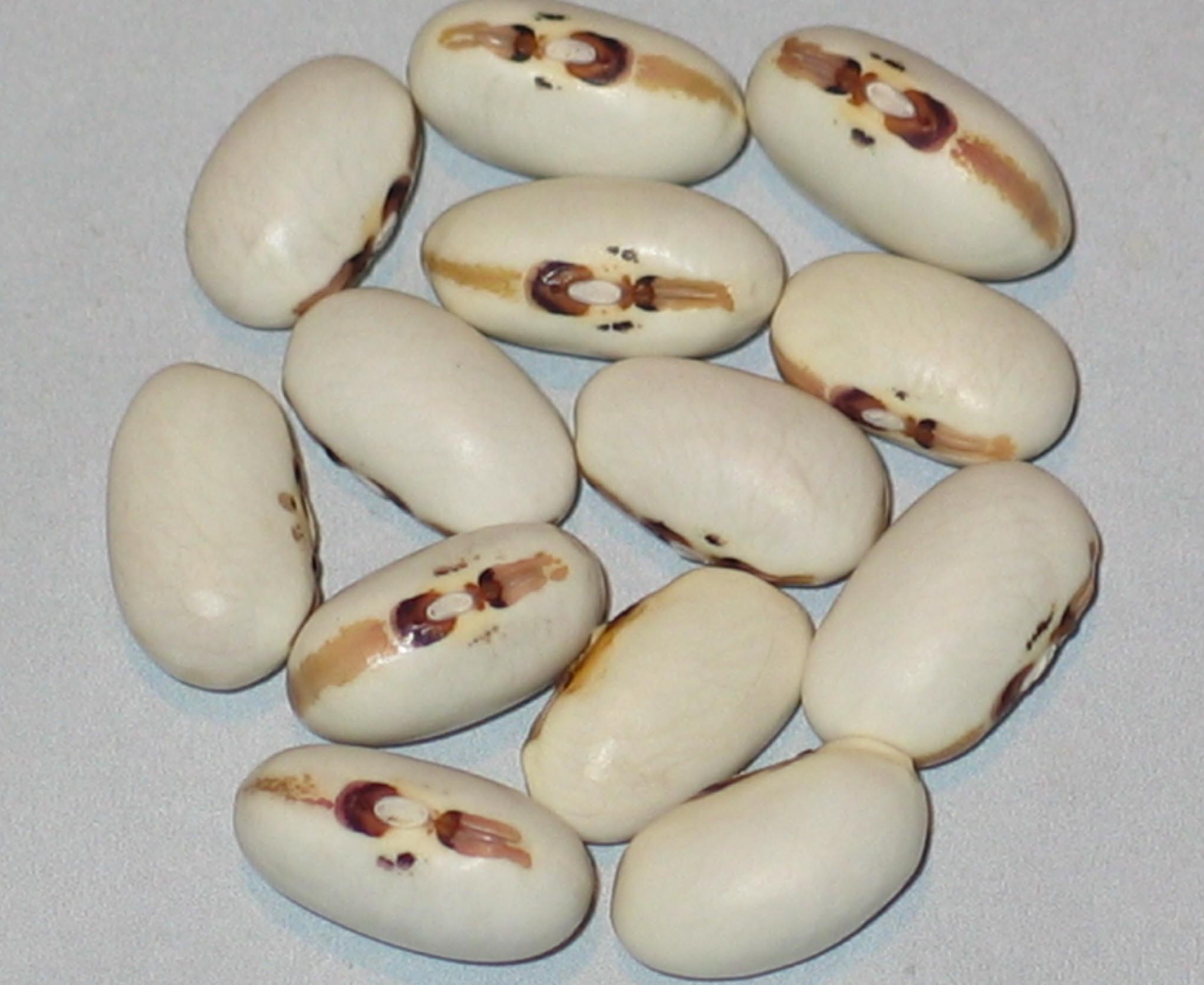 image of Angel Eye beans