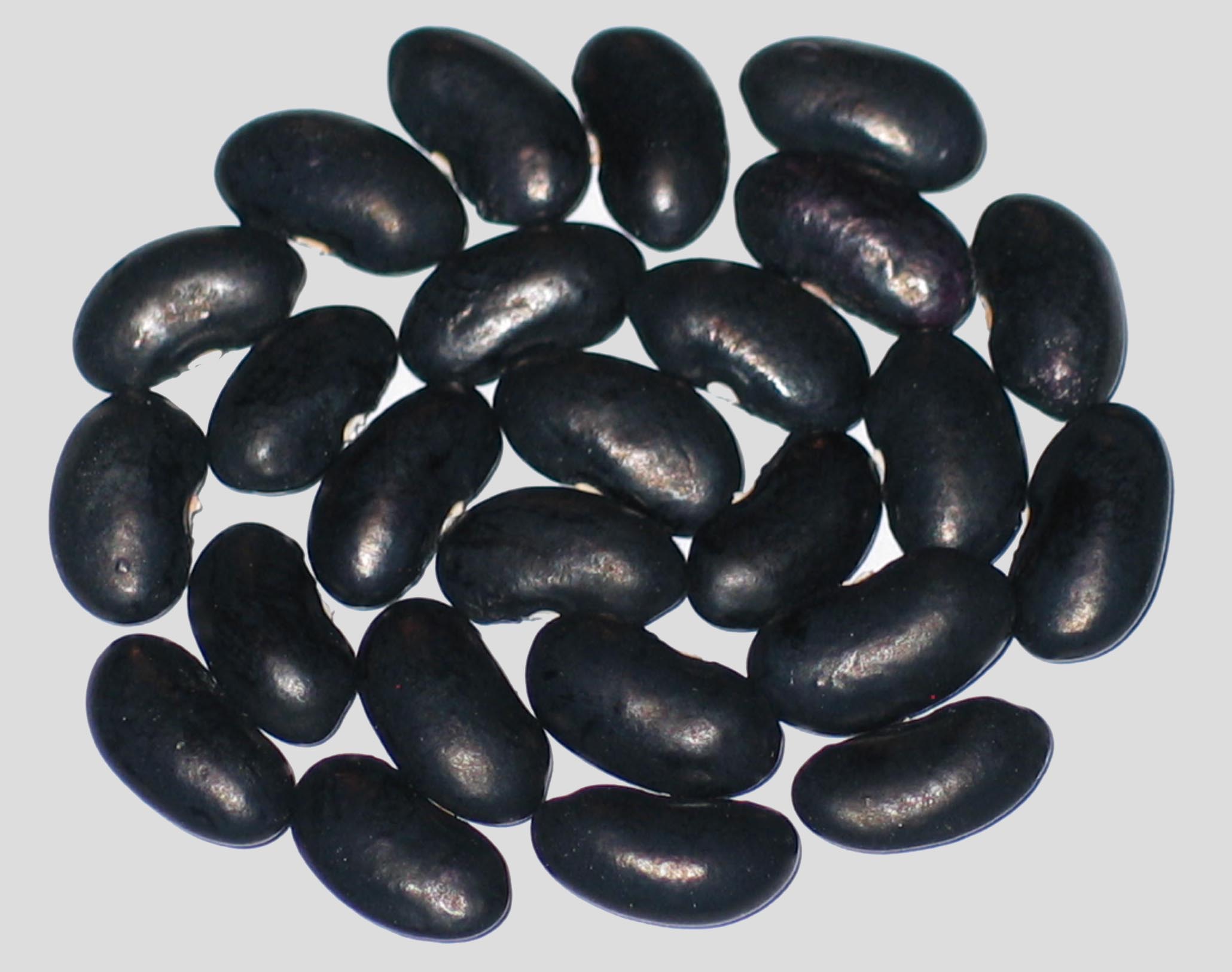 image of Armenian Giant Black beans