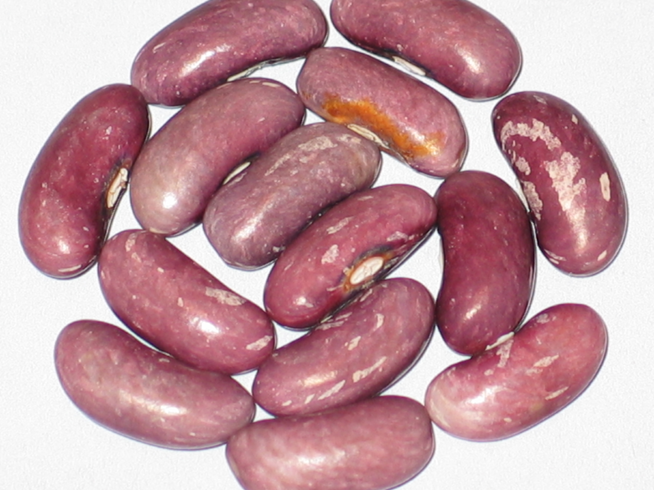 image of Atwater beans