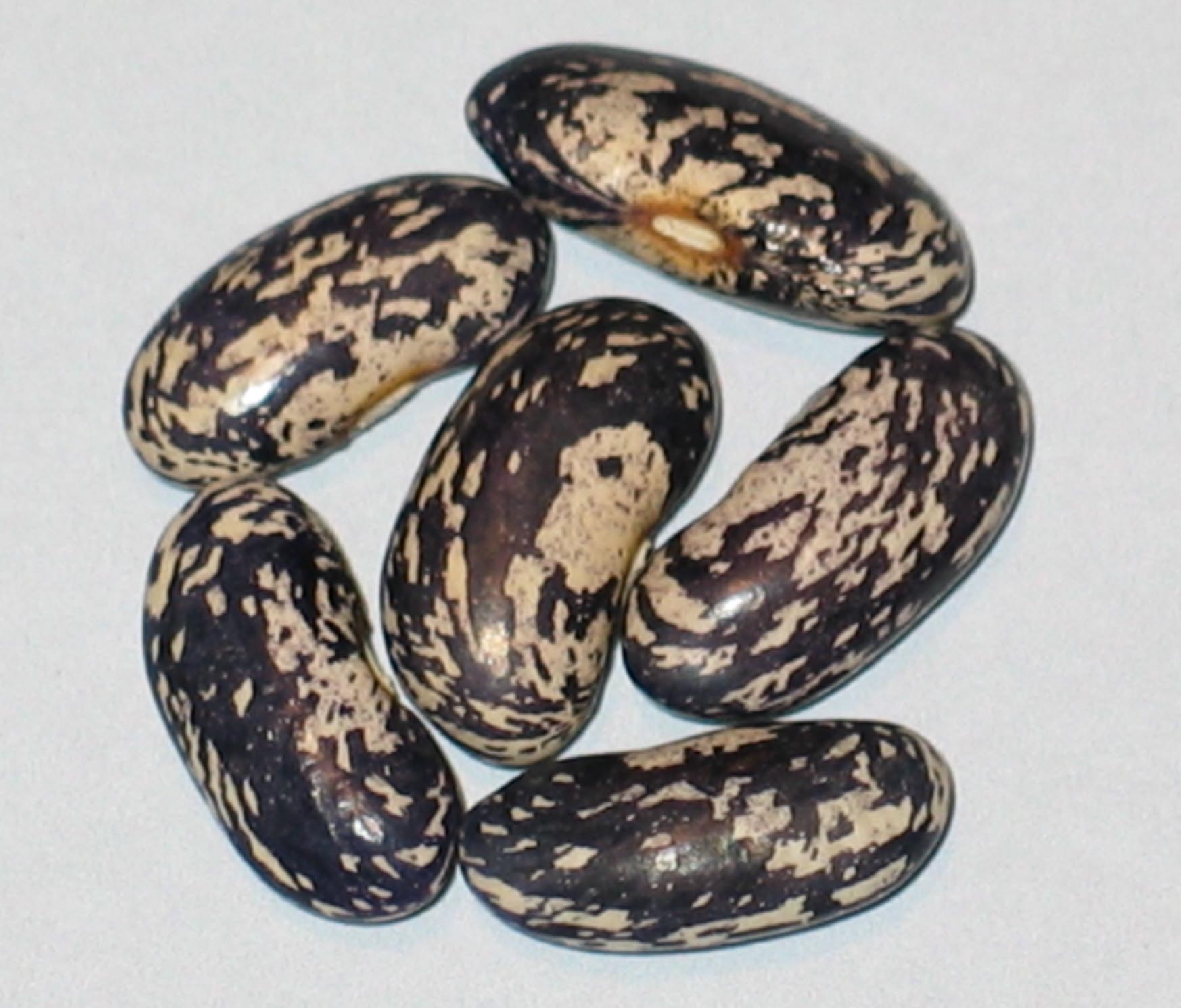image of Bamberger Blaue beans