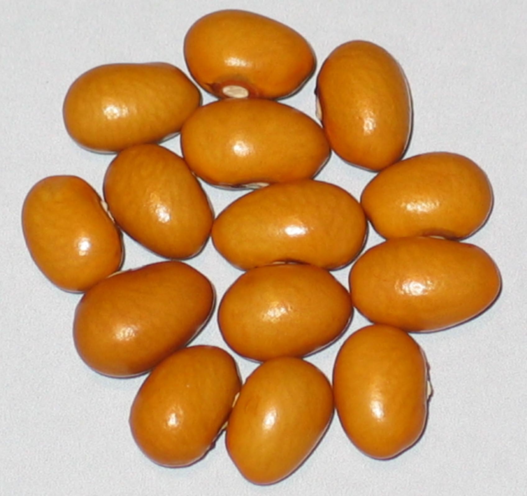 image of Beka Brown beans