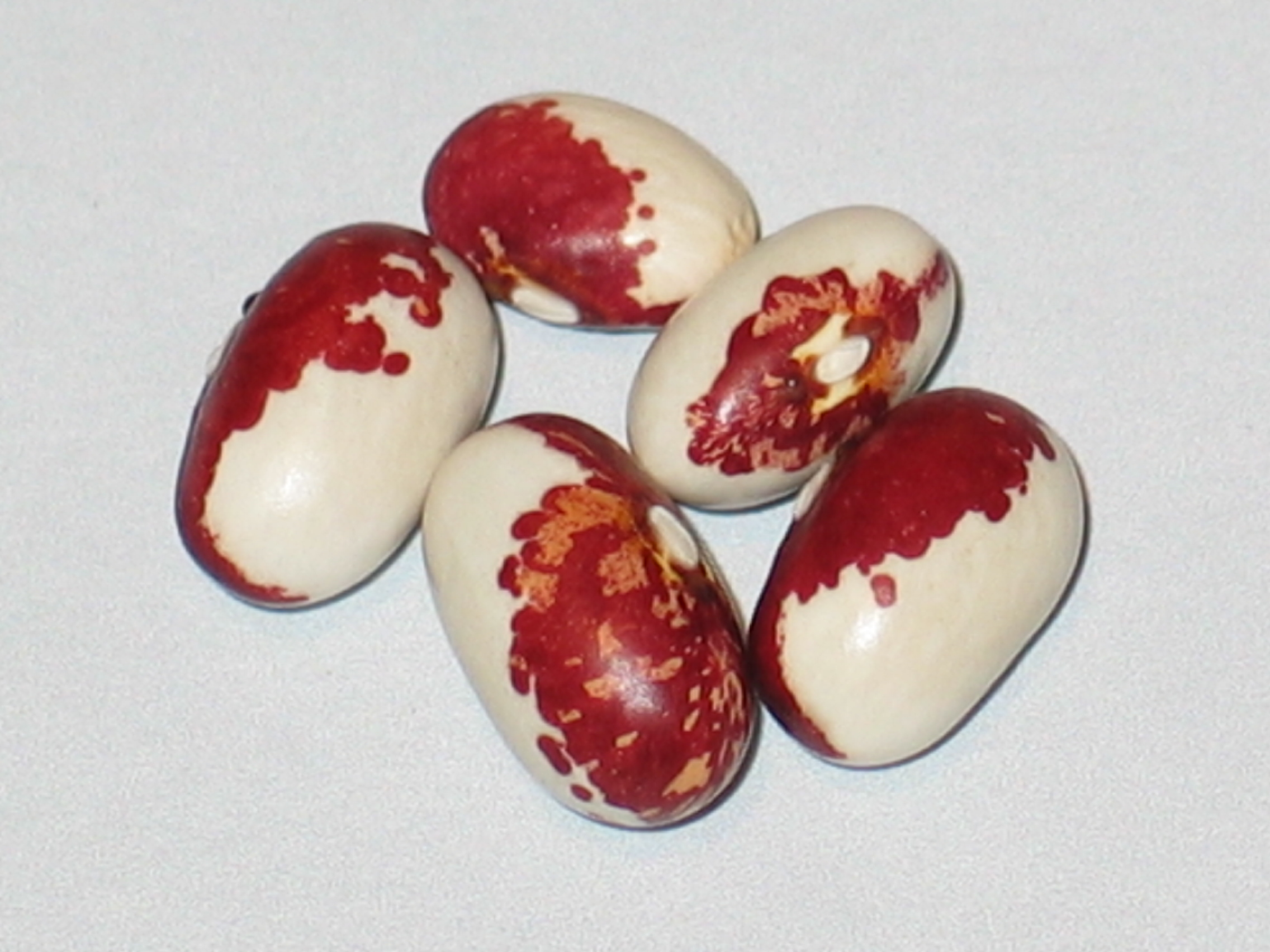 image of Berrys Best beans