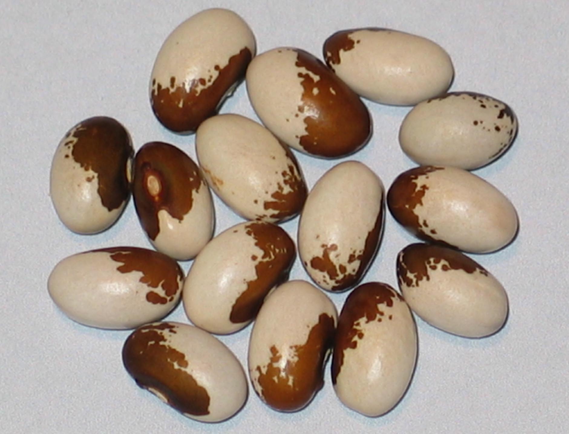 image of Bird Egg beans