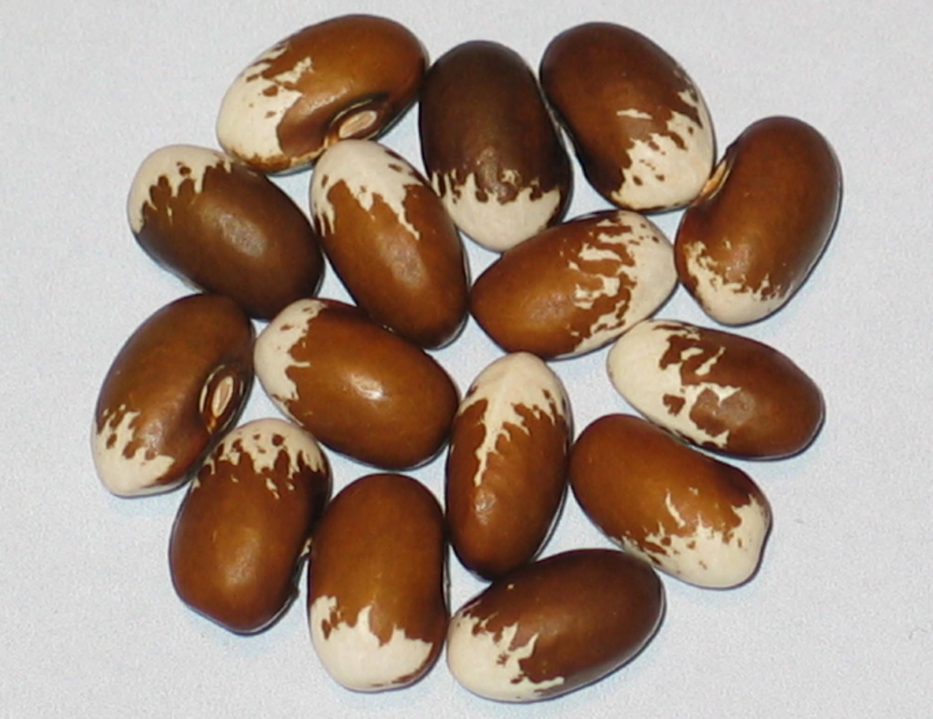 image of Bird Egg #2 beans